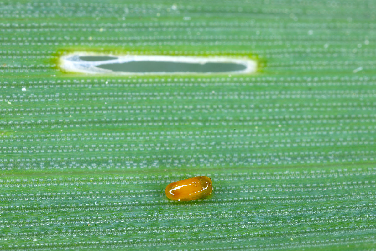 水稻昆虫群落结构分析：多样性指数、丰富度及均匀性