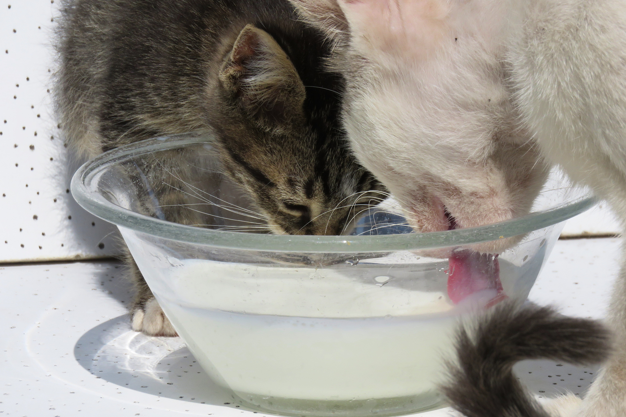 猫咪喂奶粉的正确方法：详细步骤和注意事项