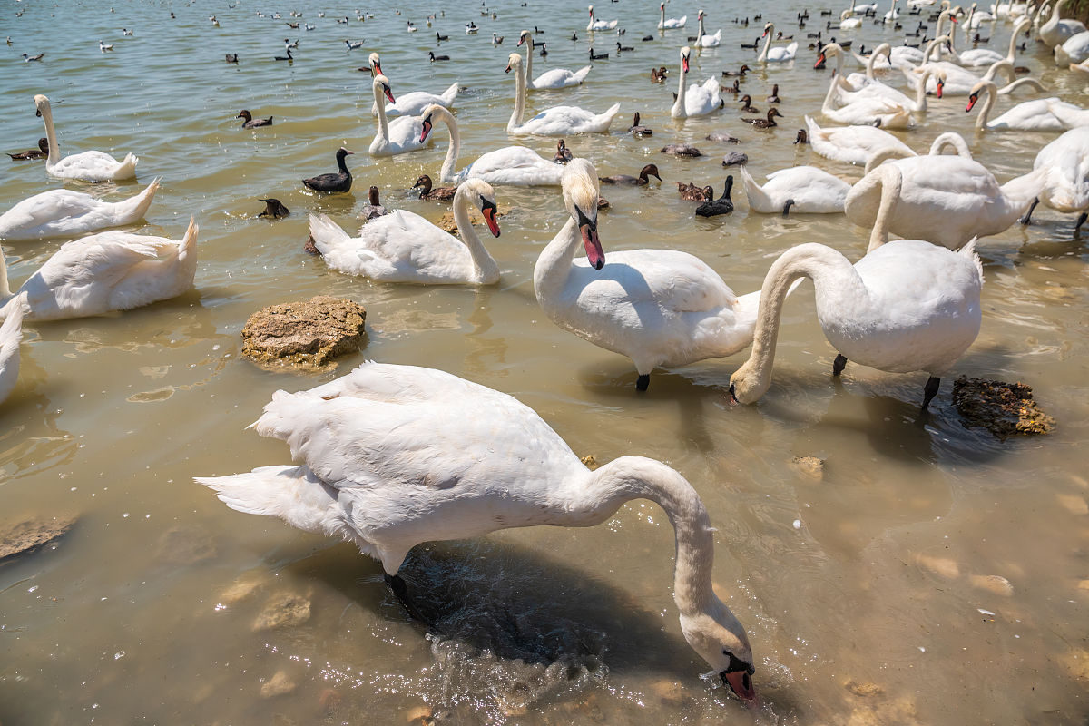 白鹅的美丽与困境：保护这些优雅生物的必要性