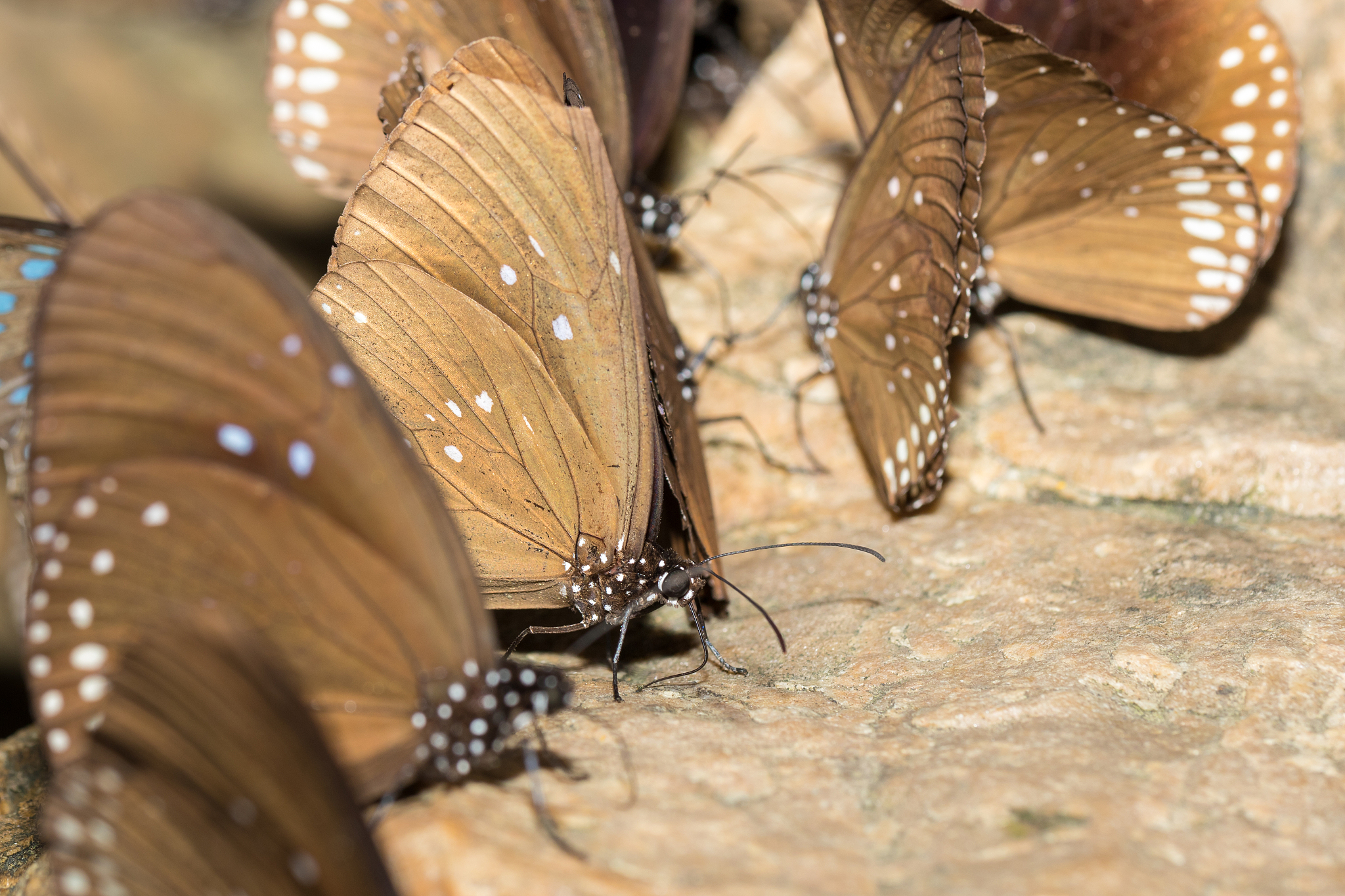 small butterfly.