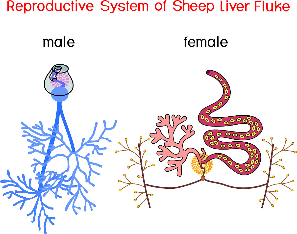 29 Mammals and birds have four-chambered hearts and fully divided pulmonary and systemic circulations The circulatory systems of reptiles and amphibians are sometimes presented as inferior because pul