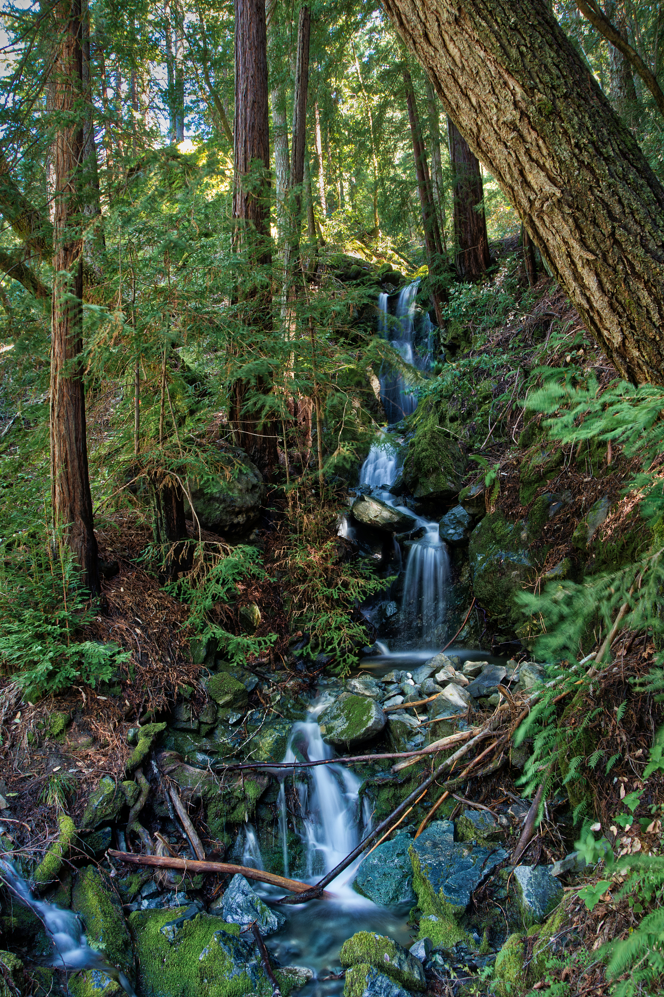 野兽的下一站：探寻森林深处的神秘之旅
