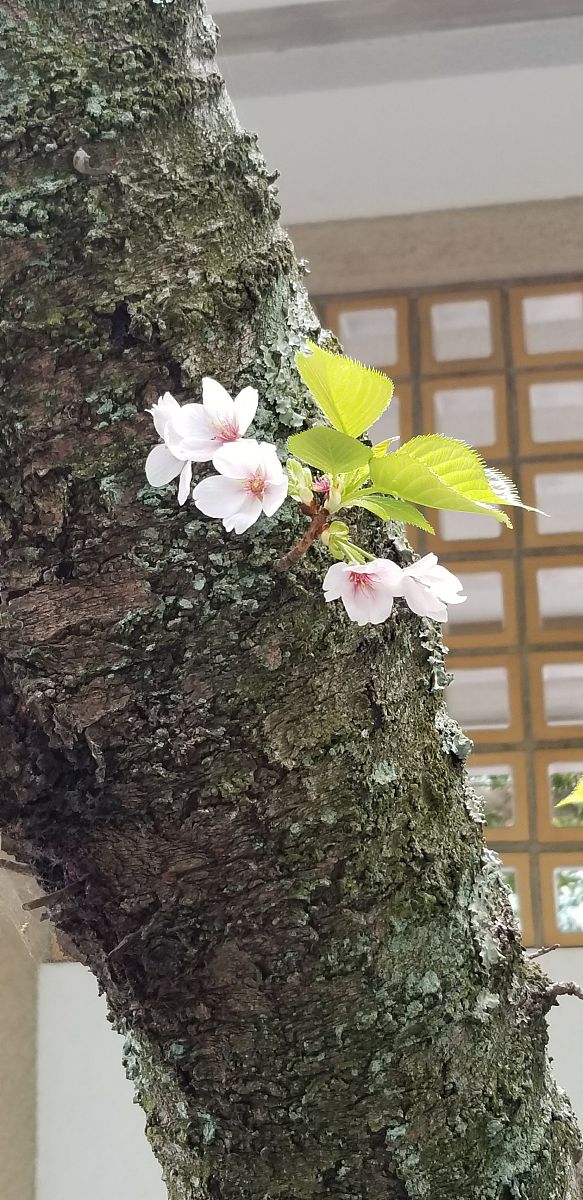 请你举出几个不同的形容别人学习很积极的句子或者成语