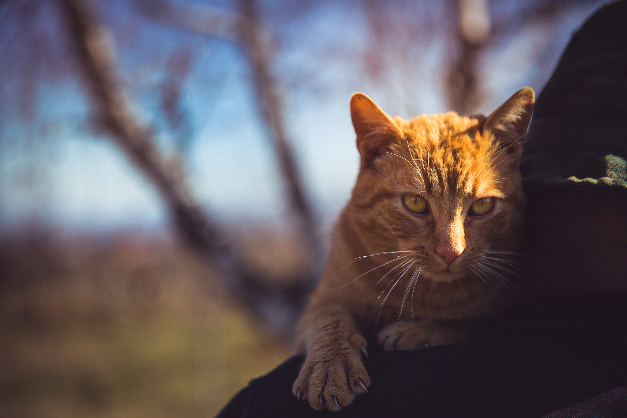 cute cat