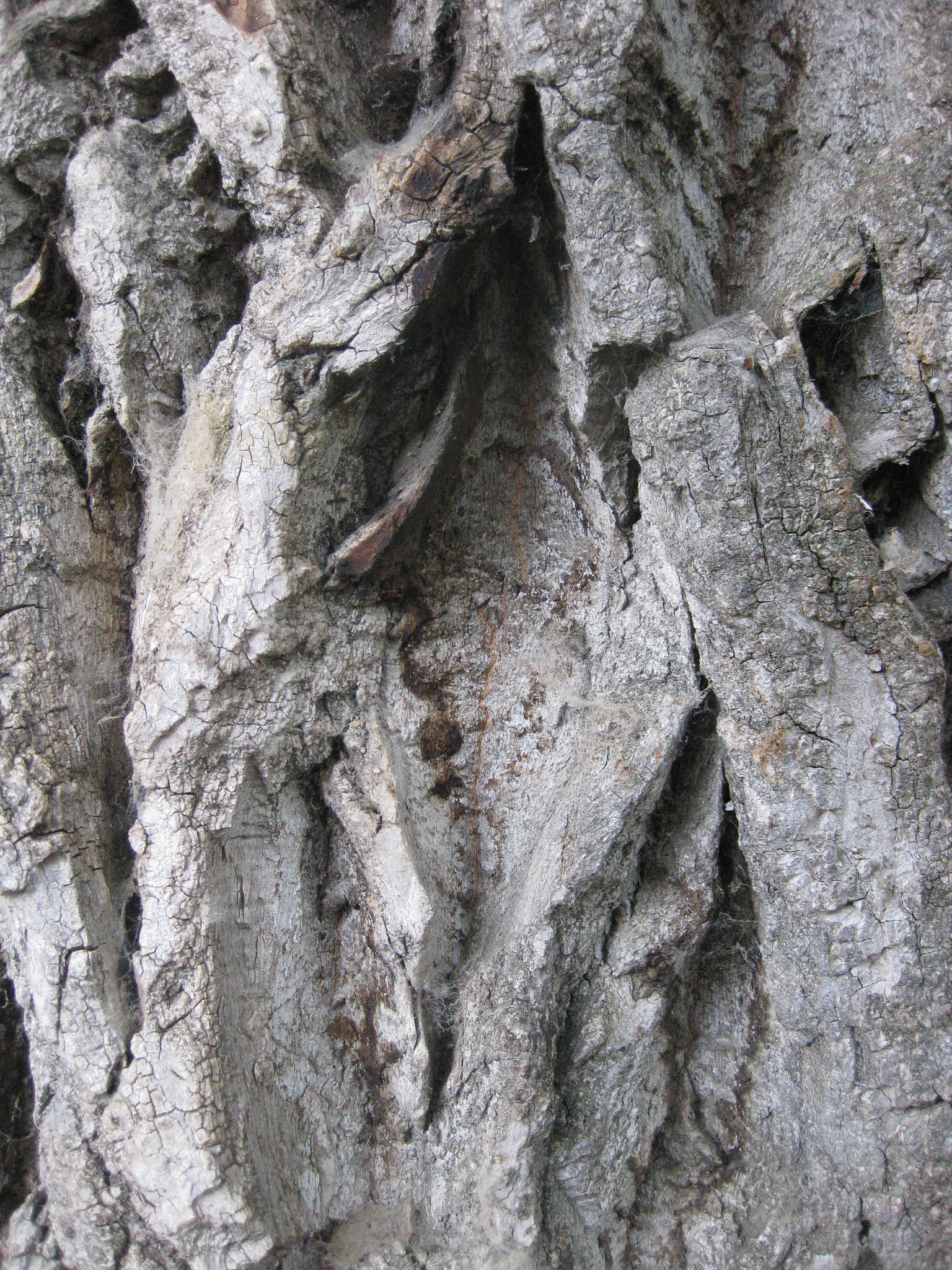 杨树木材形成研究：B3家族转录因子的作用