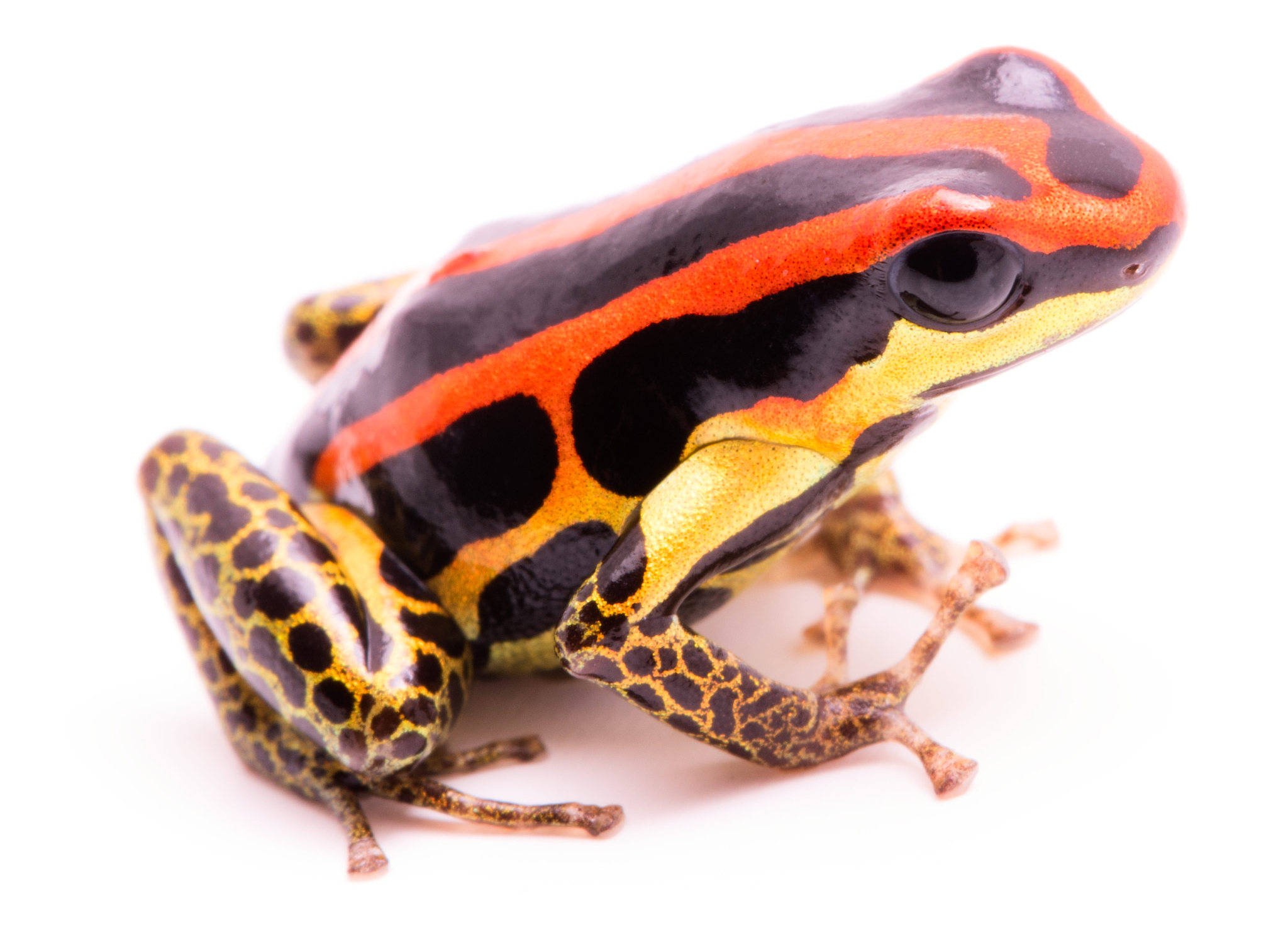 poison dart or arrow frog, ranitomeya uakarii golden legs morph