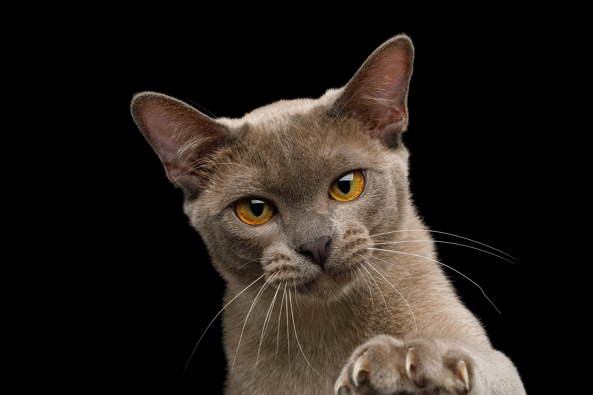 给猫咪喂奶粉的正确方法？