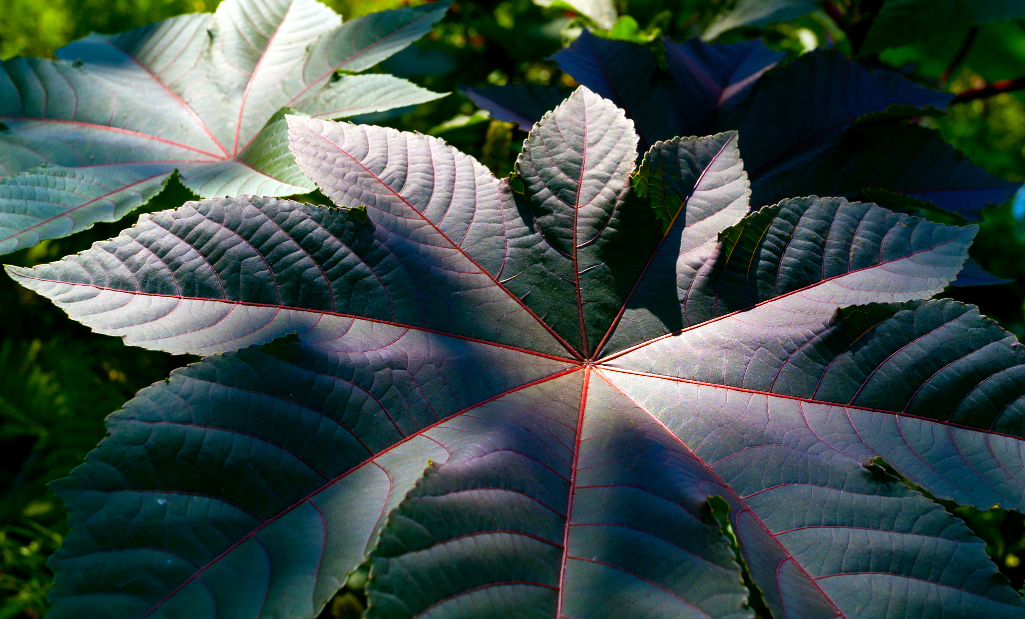 dark leafs