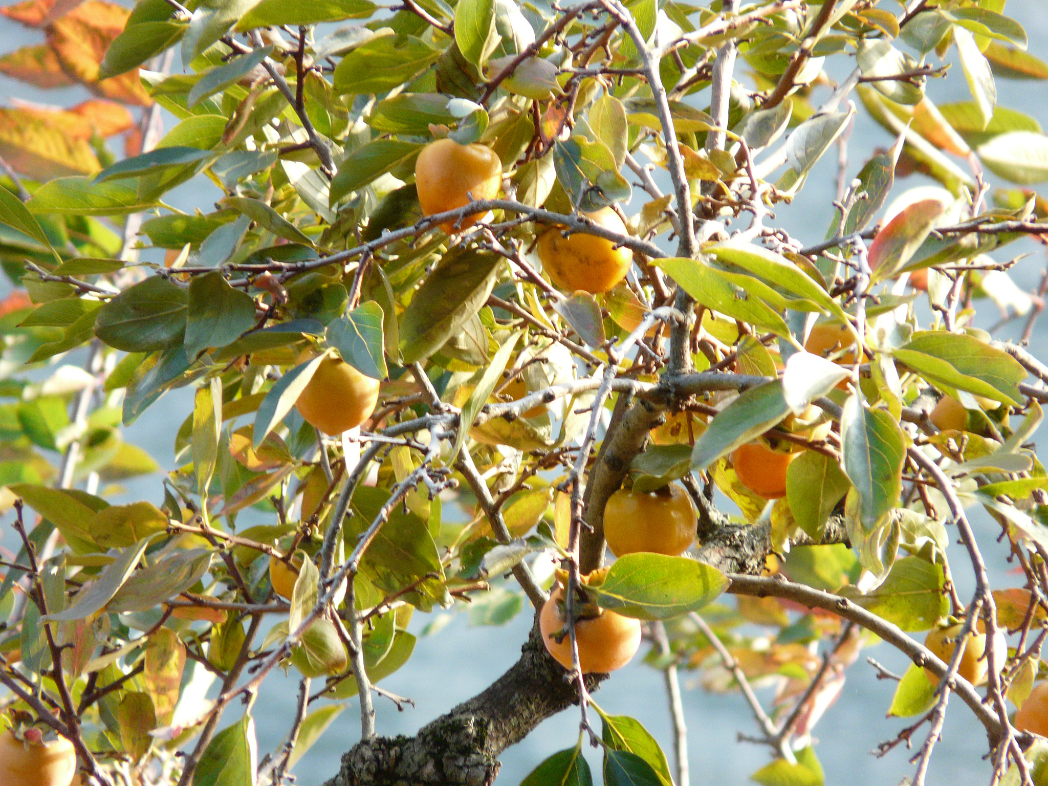 sin60度是多少？三角函数sin60度值详解