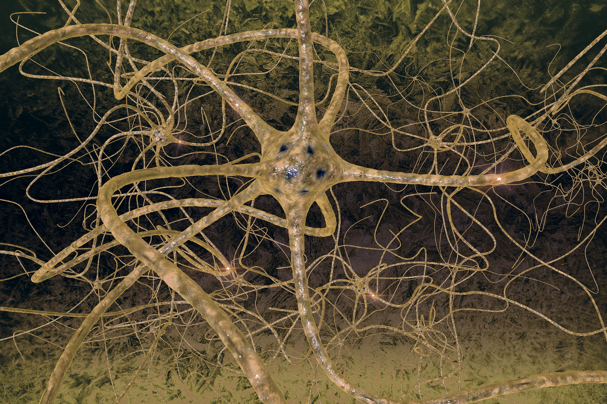 人脑神经细胞：先天与后天发育的相互作用