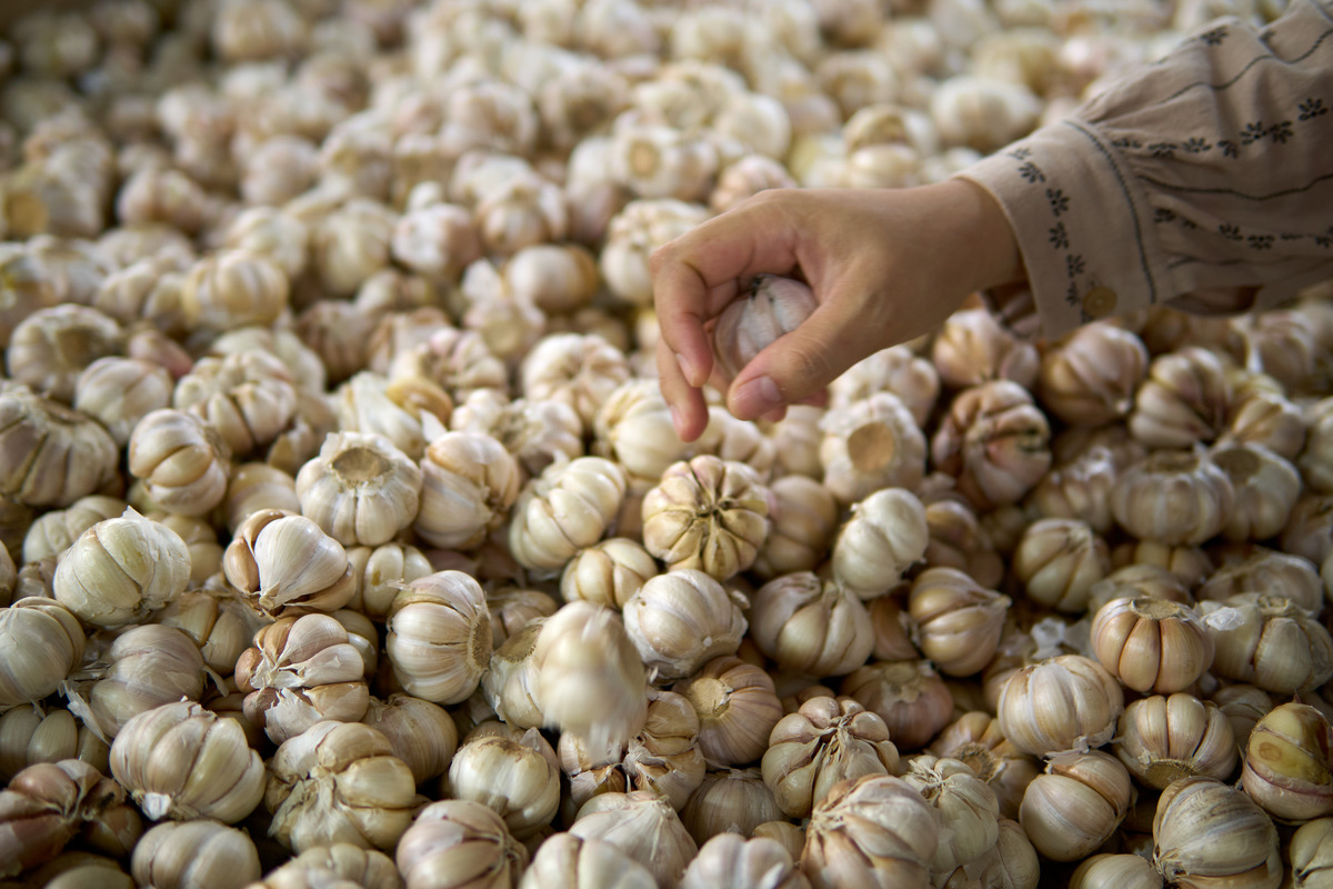 湿蒜可以作成腊八蒜吗？