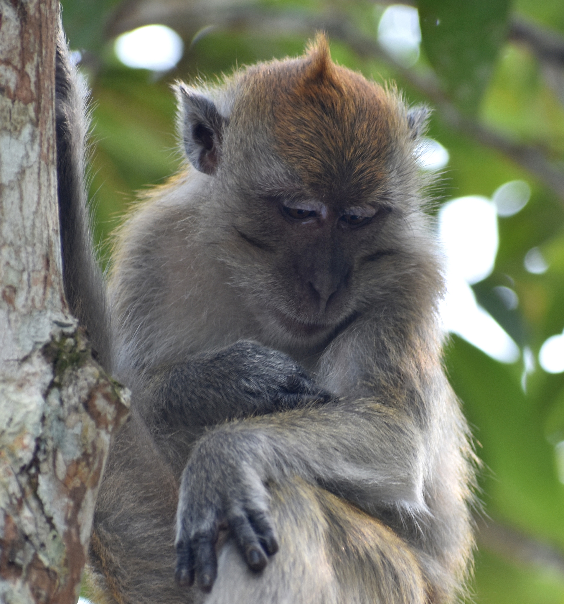 小猴子学到的道理：努力成就成功