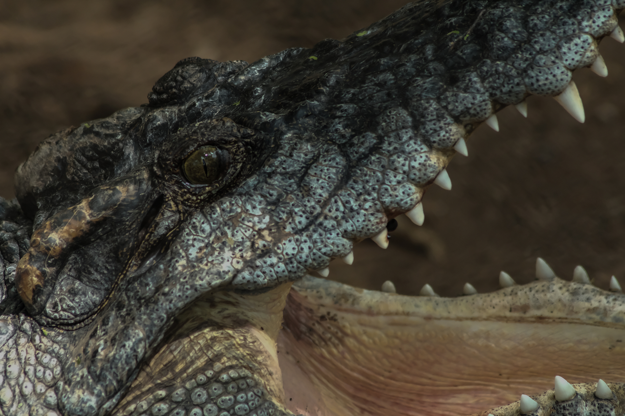 crocodile