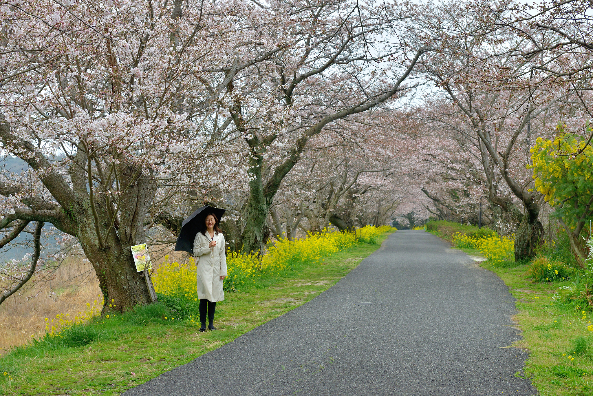 japanese woman walking under cherry blossom, iwakuni, yamaguchi 