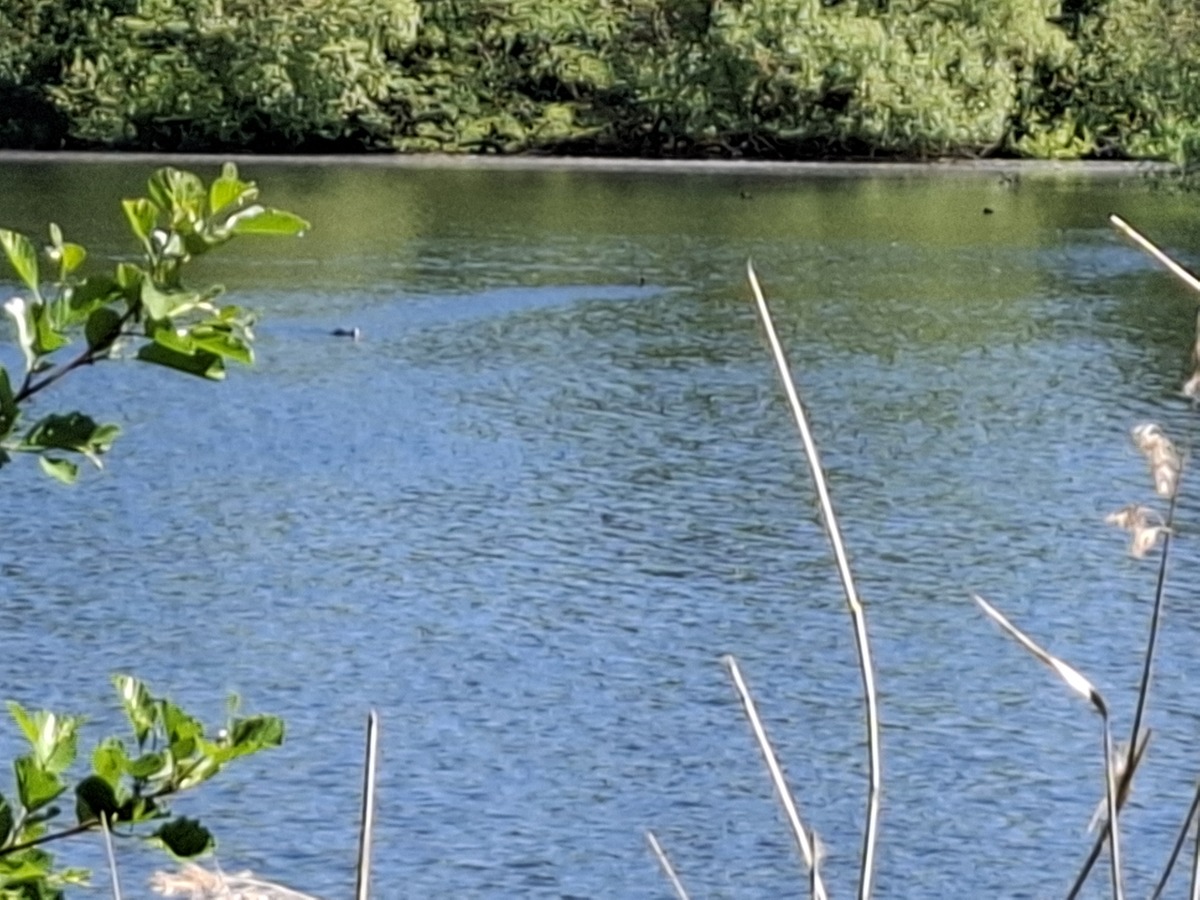 我要在6月1号大衡阳西渡蒸水河钓鱼下午4点到晚上10点请你作为一名垂钓高手帮我分析下钓深还是钓浅用料还是玉米钓比较好