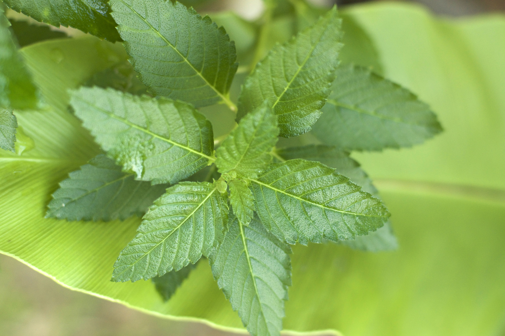close-up of green leaves