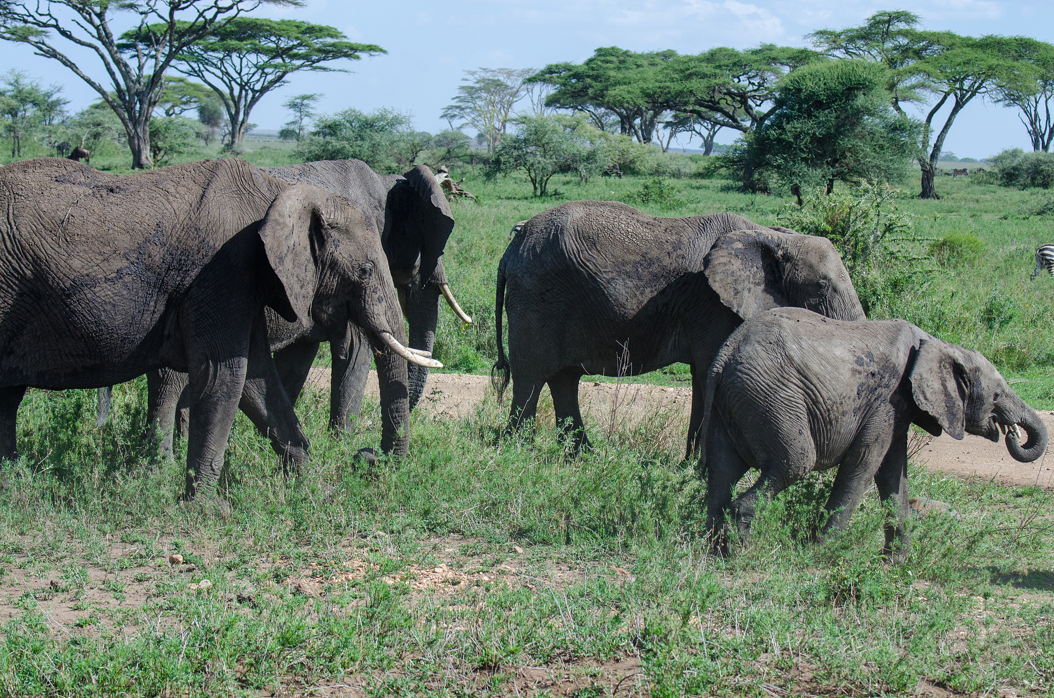 elephant herd walking by