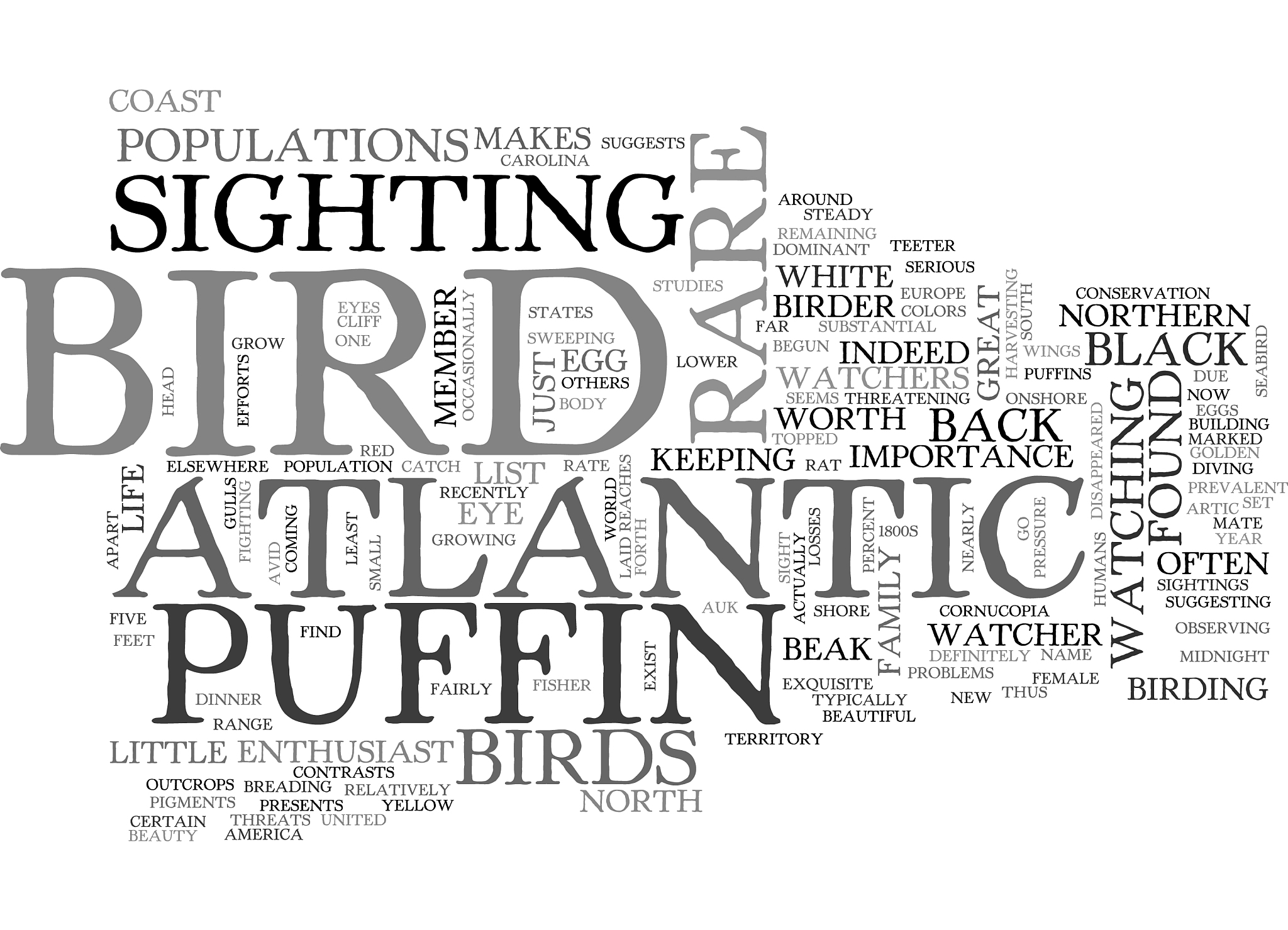 a rare bird indeed for bird watchers the atlantic