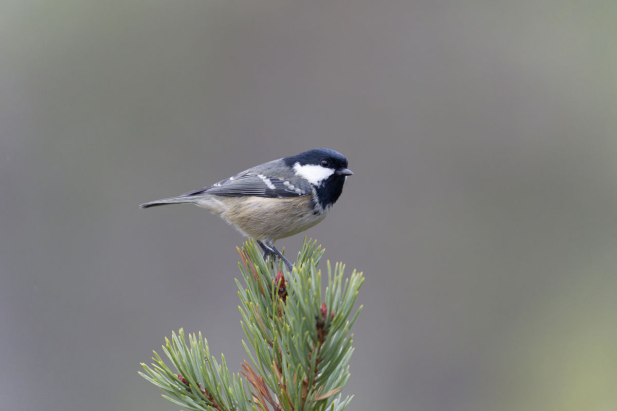 孕妇如何清理乳头