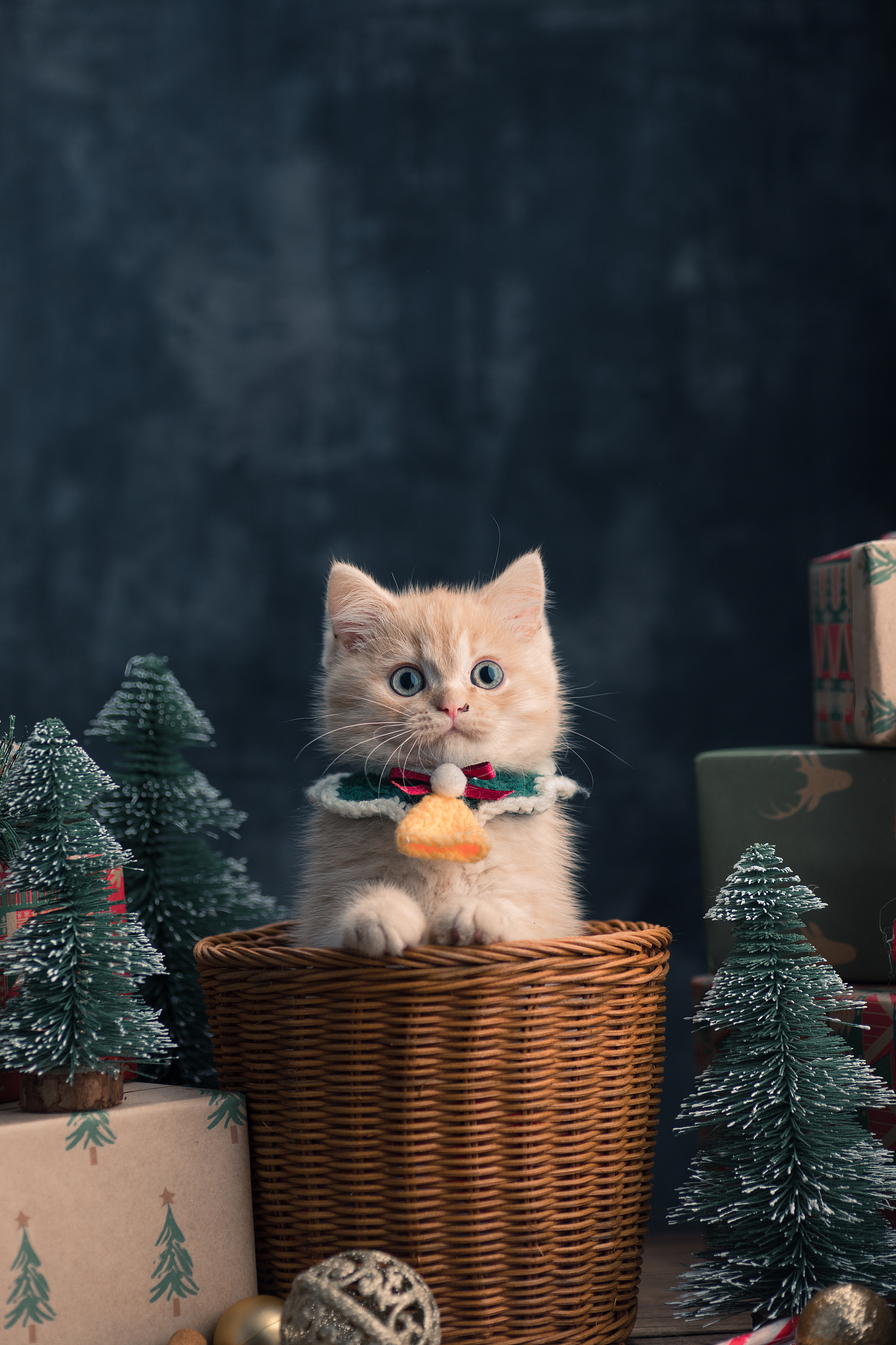 写一篇搞笑有梗的宠物文案