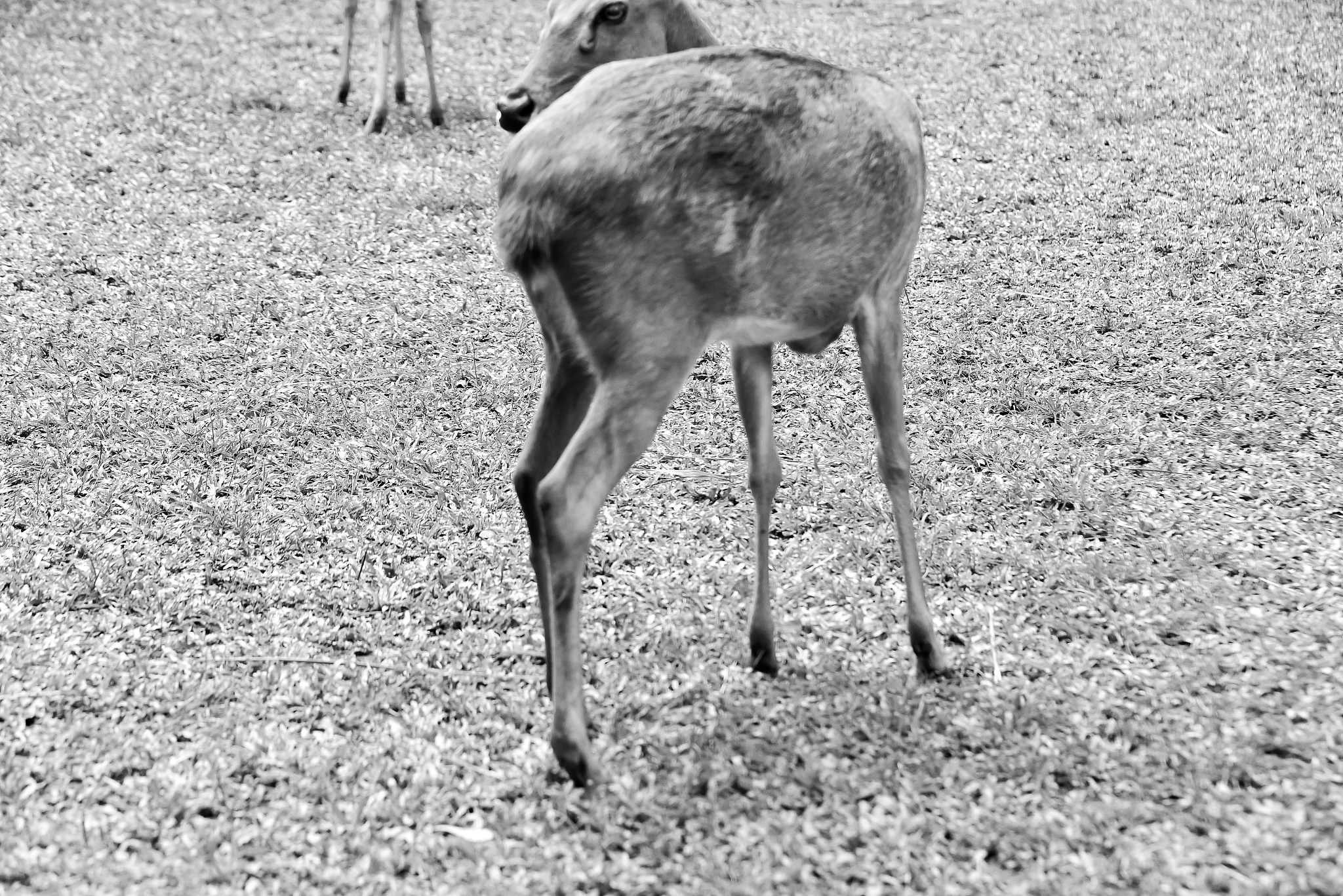 animals