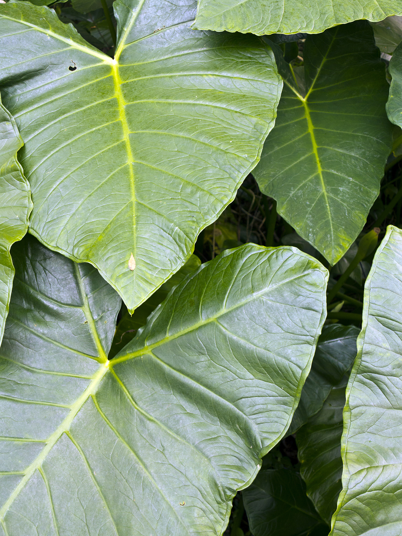 singapore, taro plants in tropical garden.