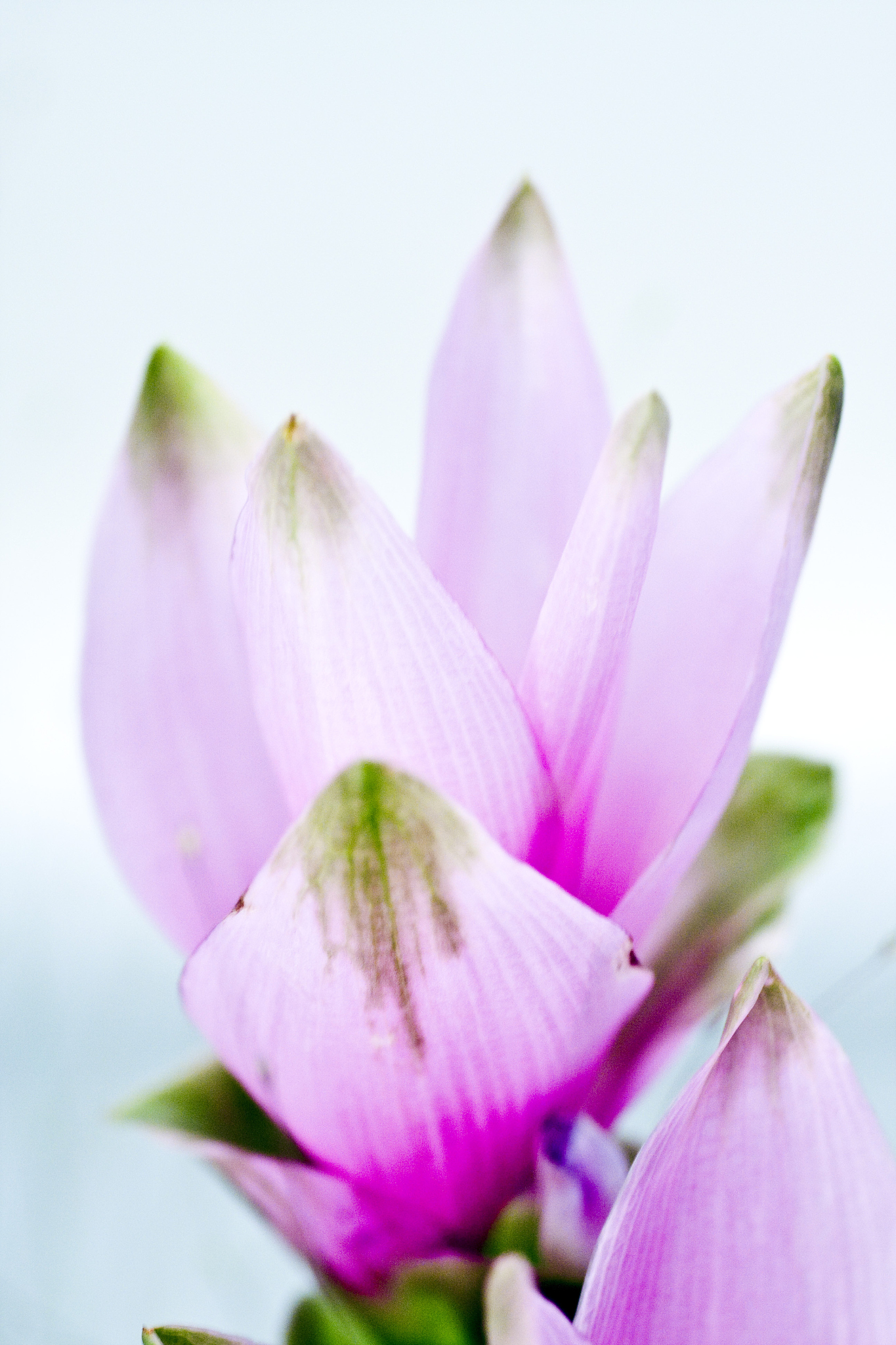 ingwerblüte