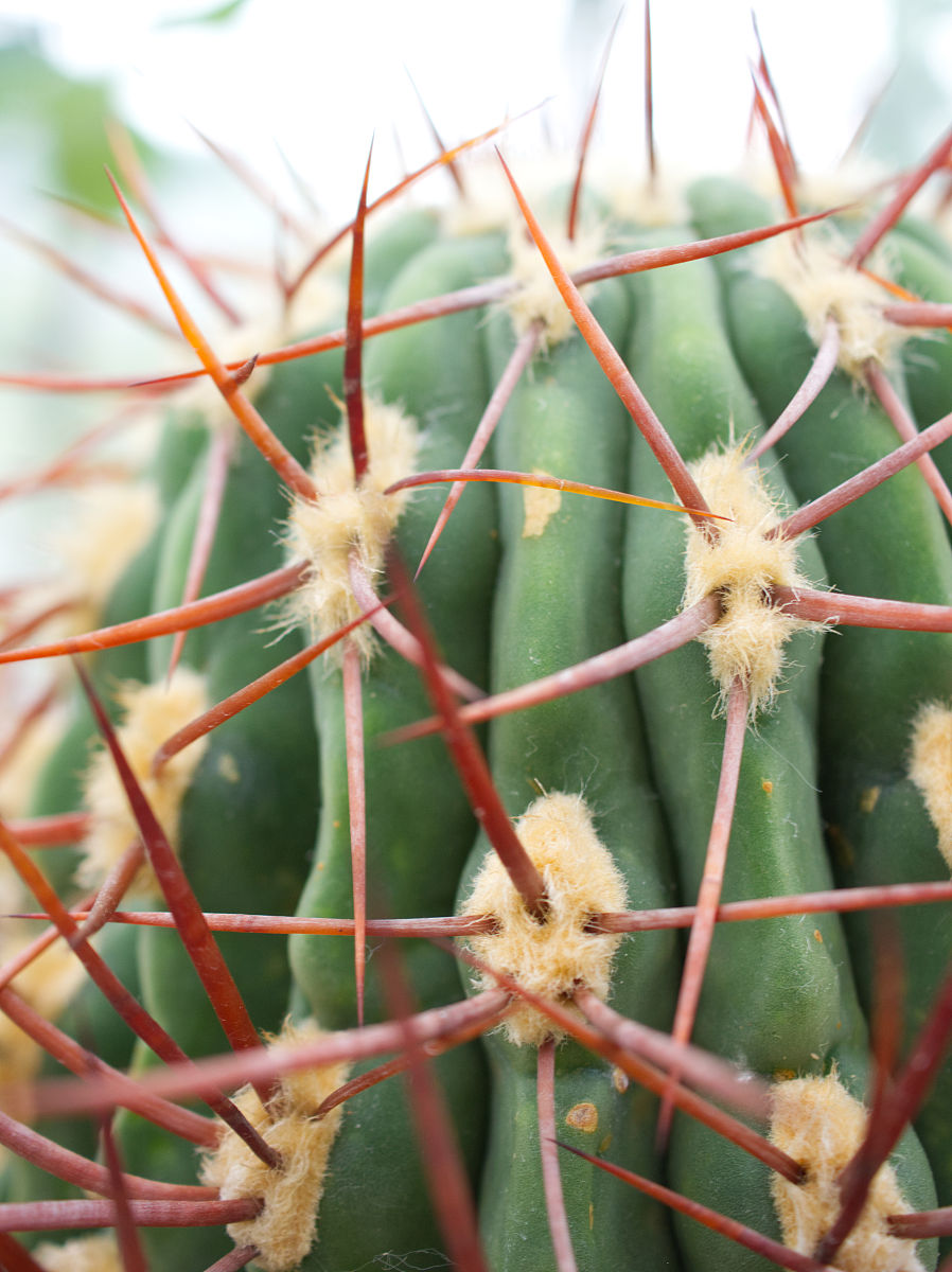 介绍10种不常见有特点的植物