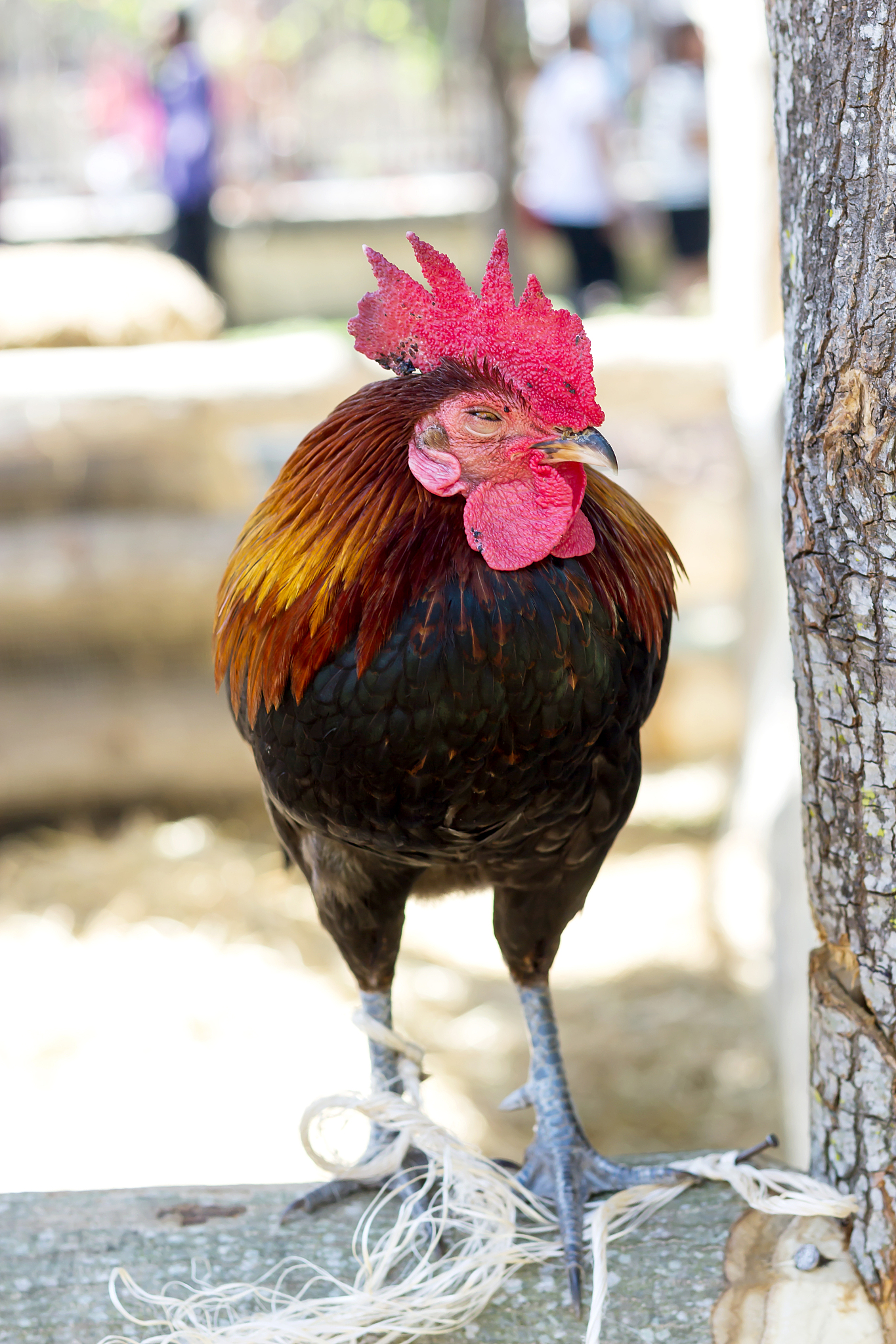 chicken stand