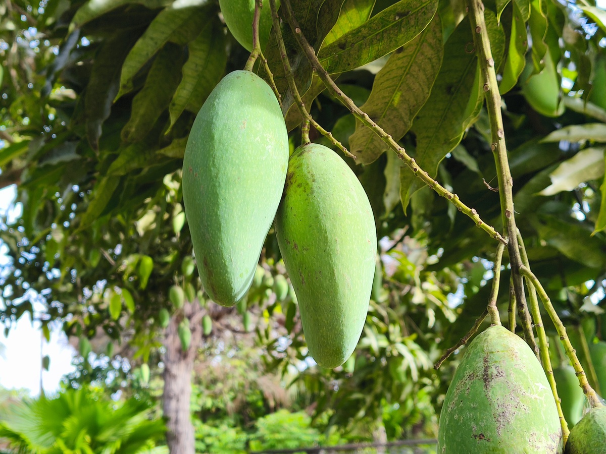 详细描述芒果夏季果实发育管理措施