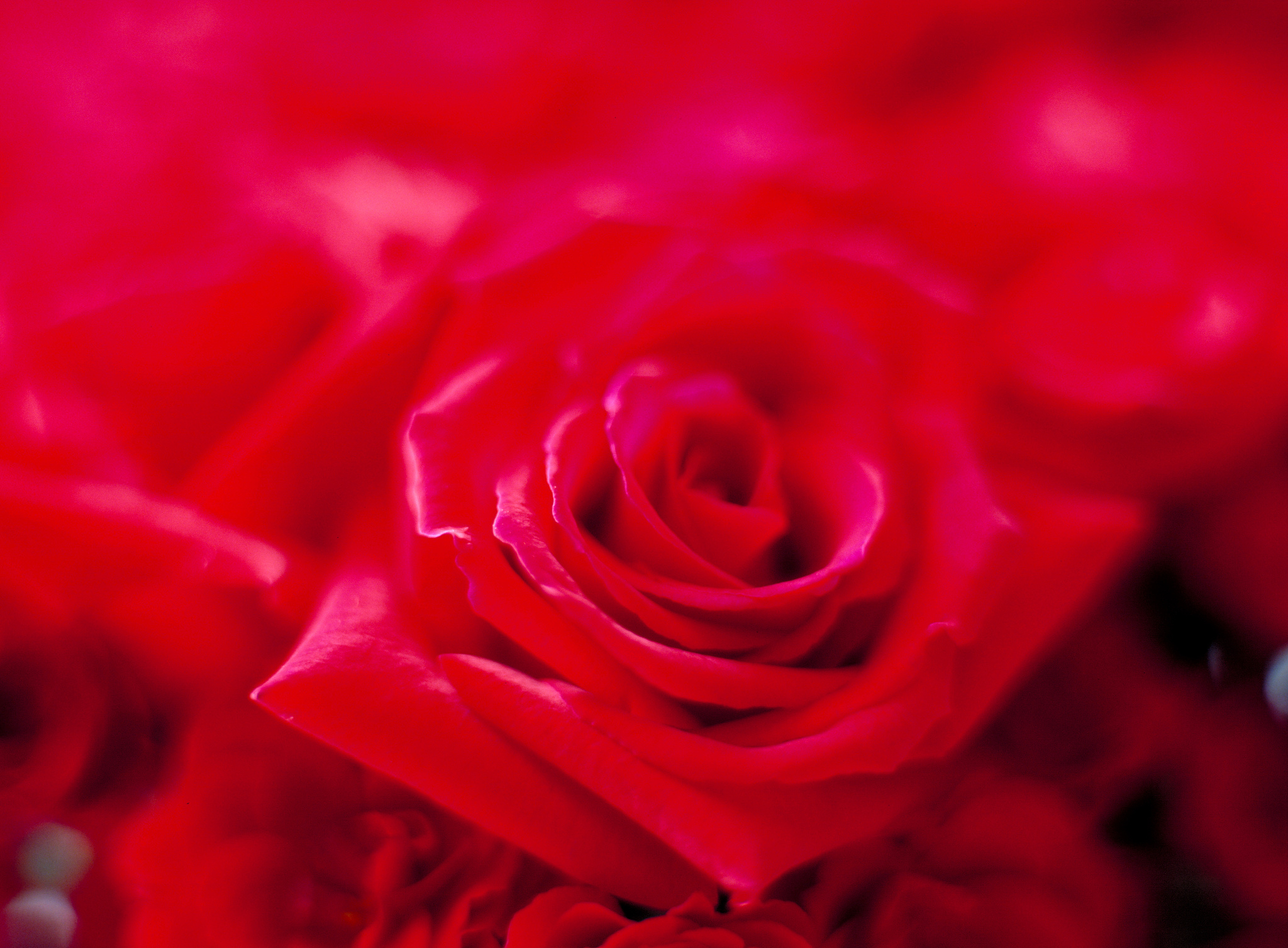 玫瑰花HTML网页代码