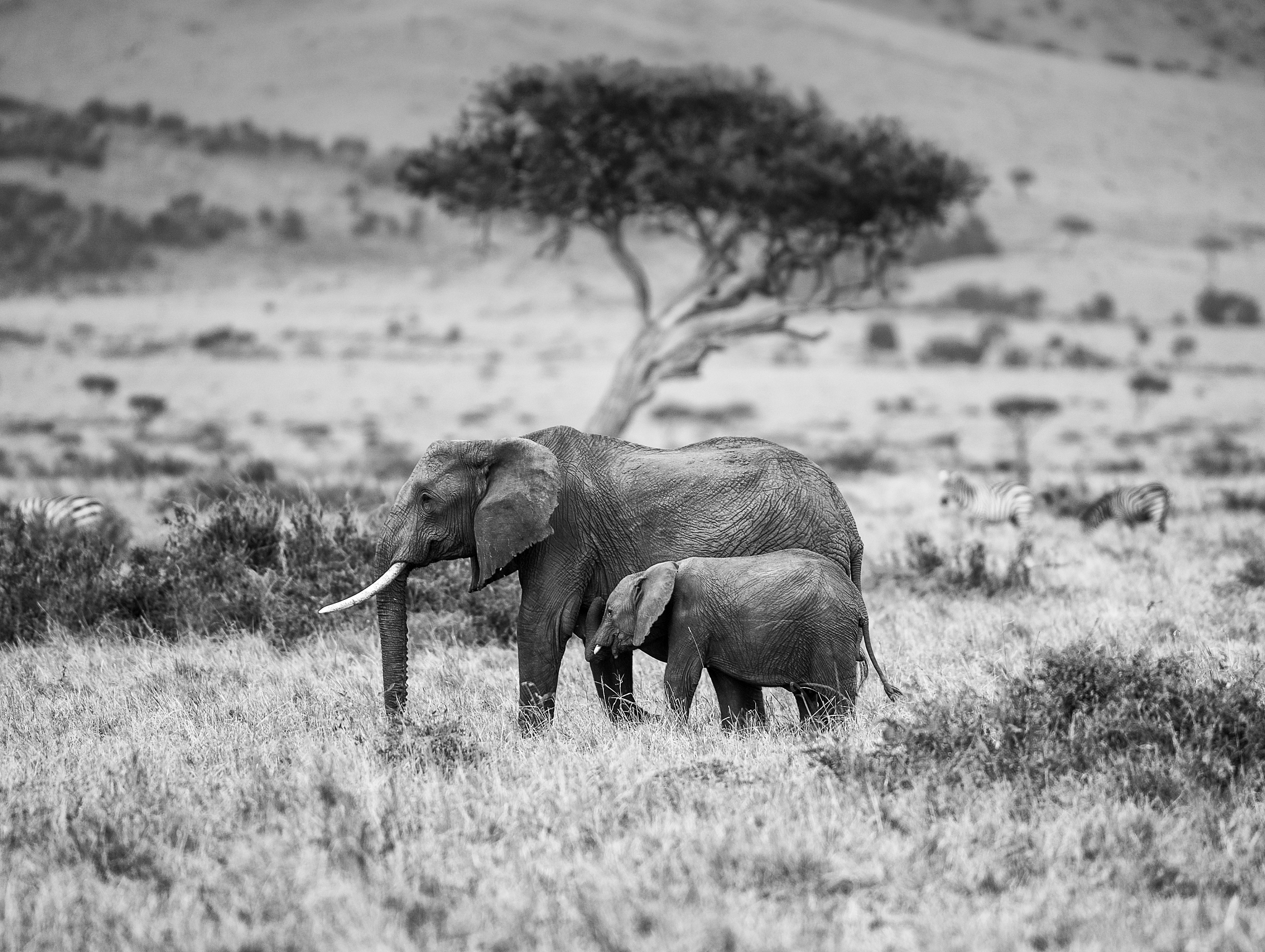 长毛象灭绝时间：约1.1万年前