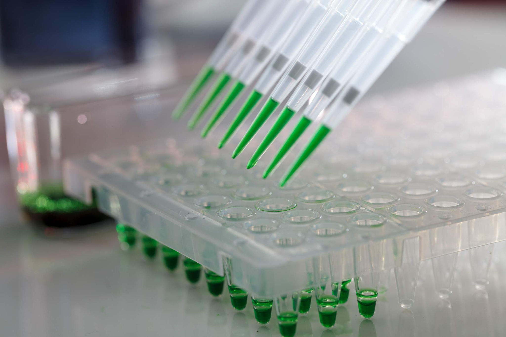 RNA酶污染、电泳标准品、上样缓冲液和琼脂糖凝胶电泳的常见问题解答