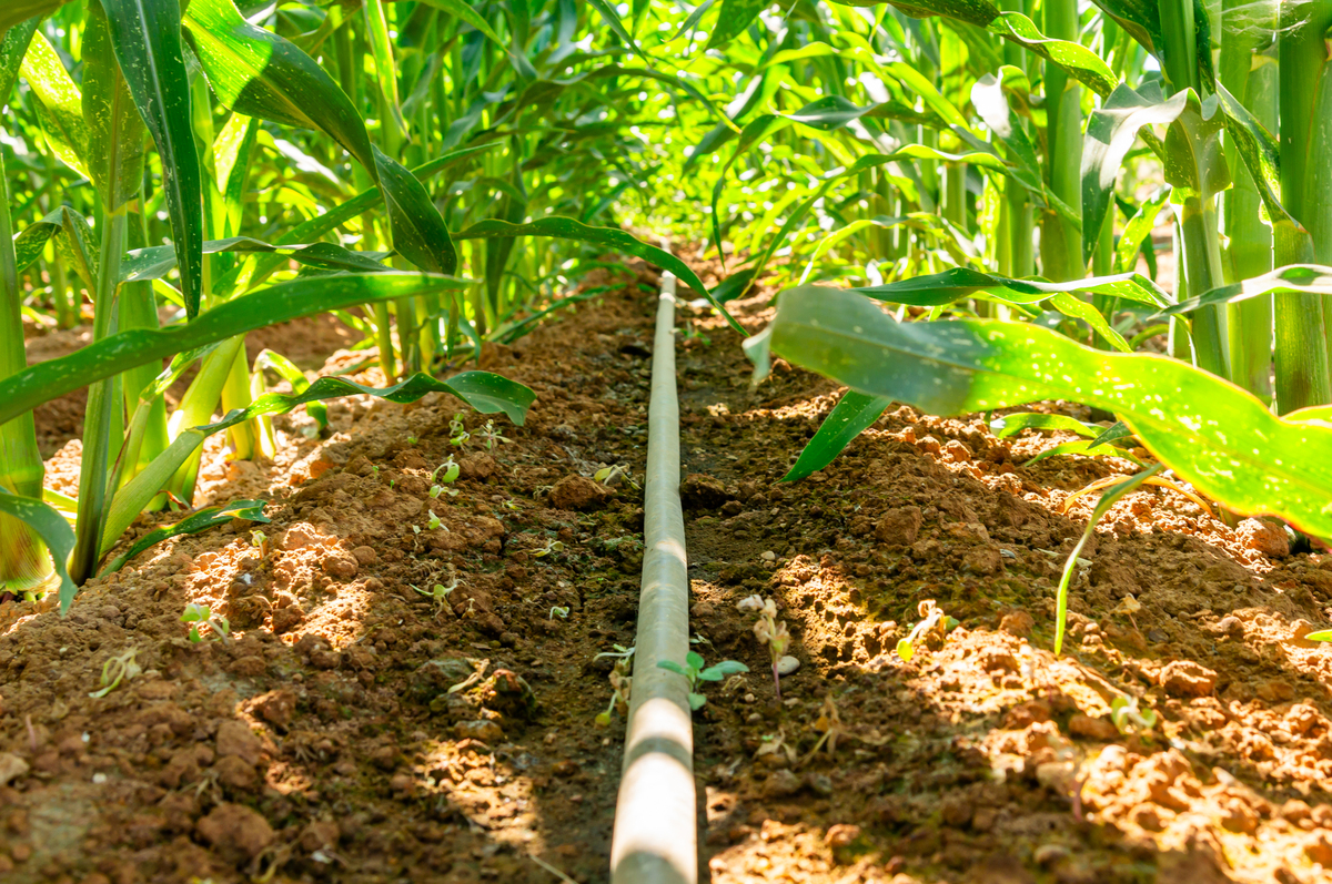 覆膜滴灌条件下氮素施用对夏玉米叶面积指数的影响