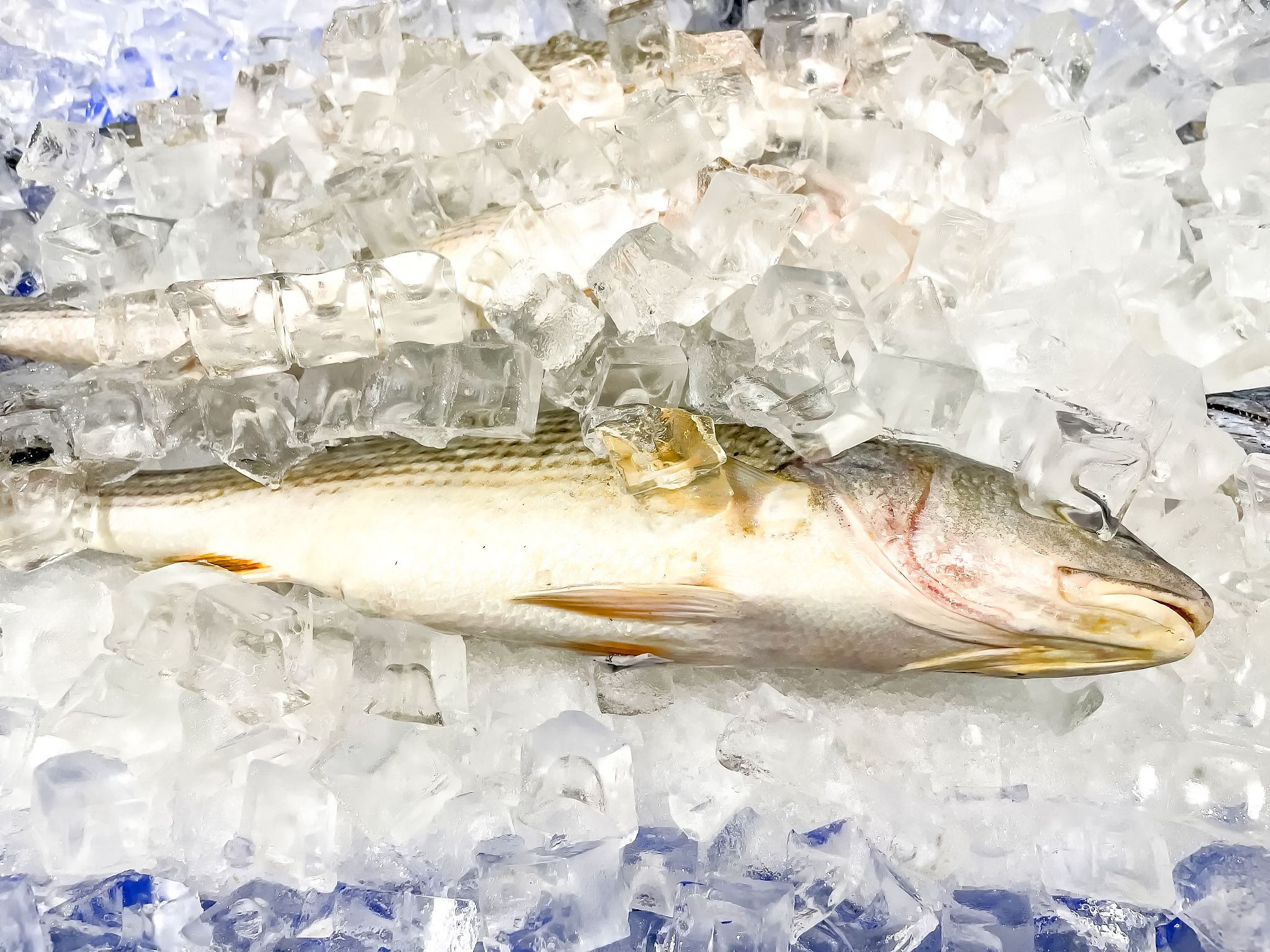 加州鲈鱼水花苗用什么菌调理肝肠好吃帮我用200字详细描述