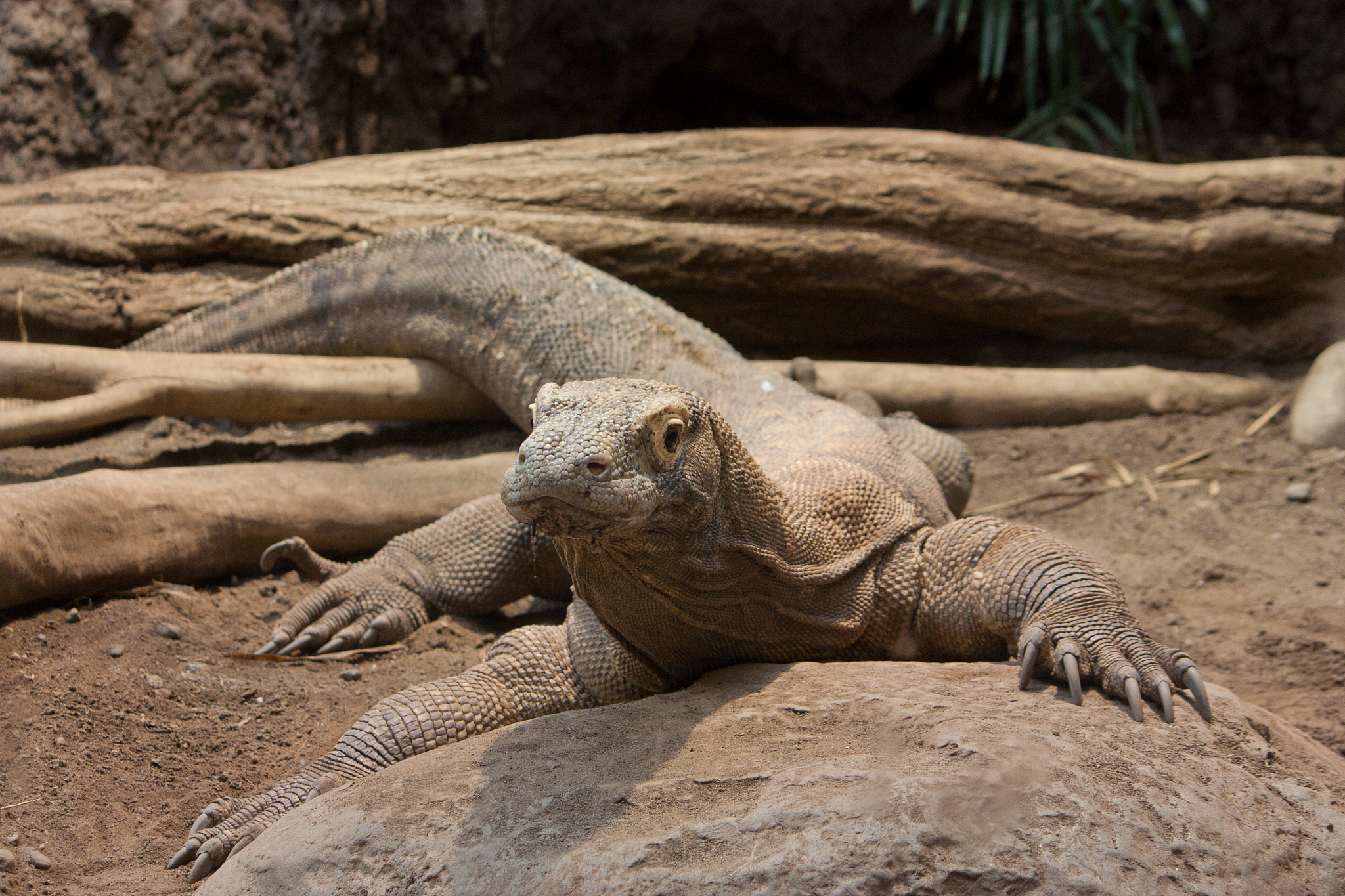 komodo dragon