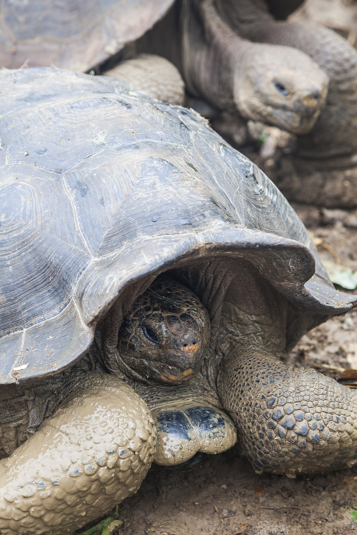 galapagos turtle