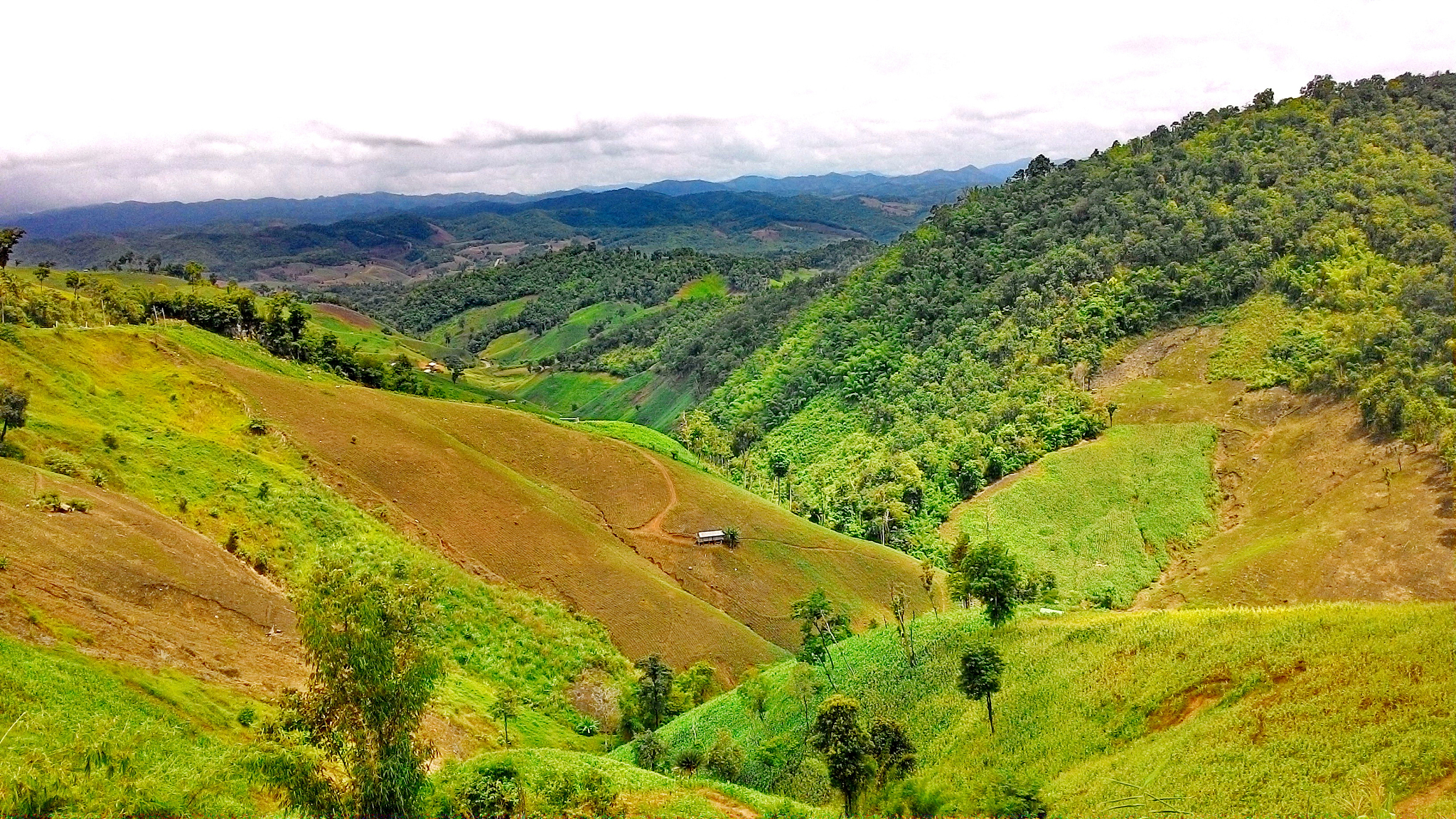 corn on the mountain at nan province, northern of thailand