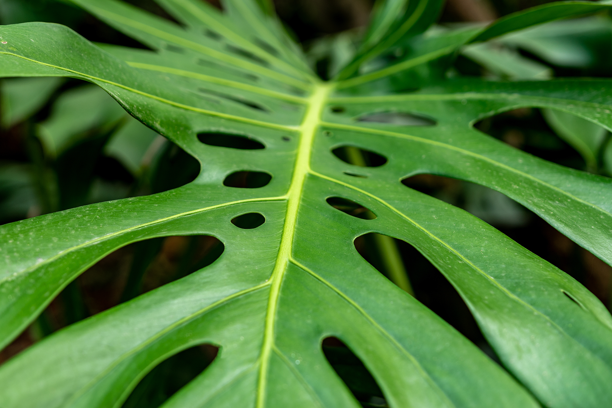 view of tropical green palm leaves on nature background, nature 