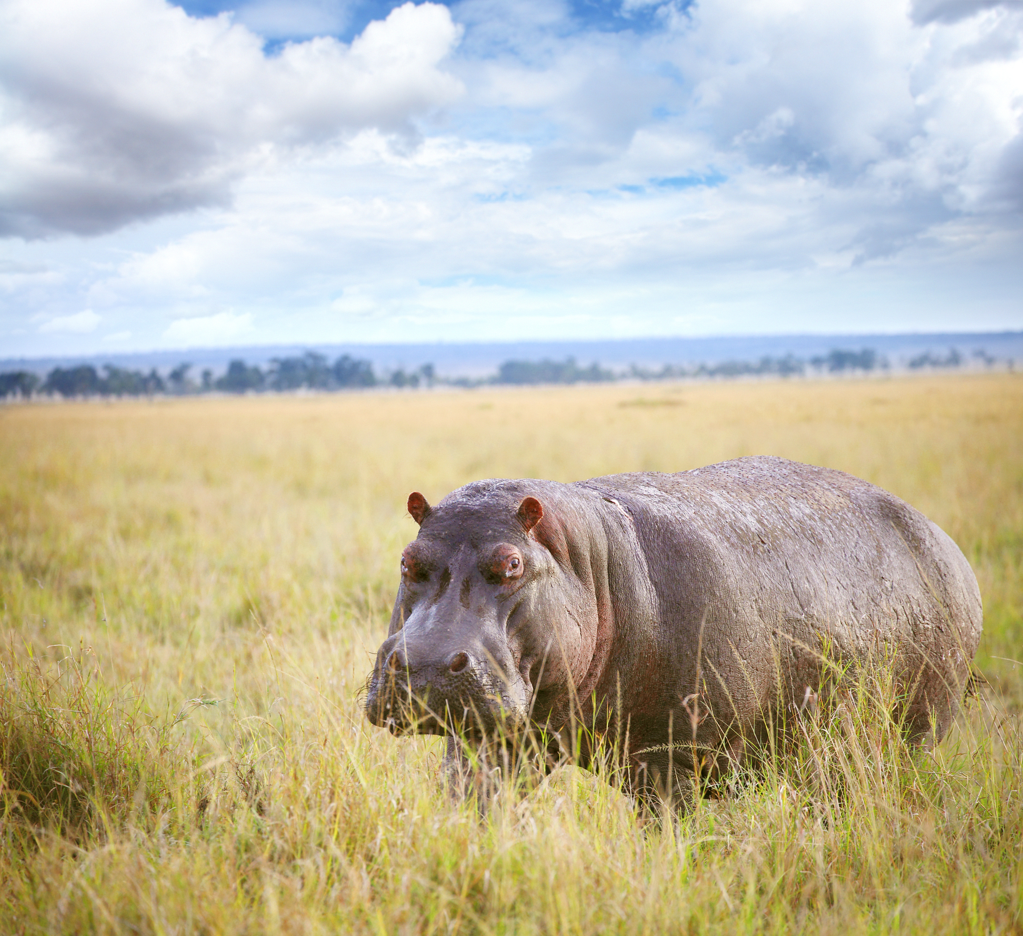 二年级看图写话：河马和小青蛙的欢乐早晨 (300字)