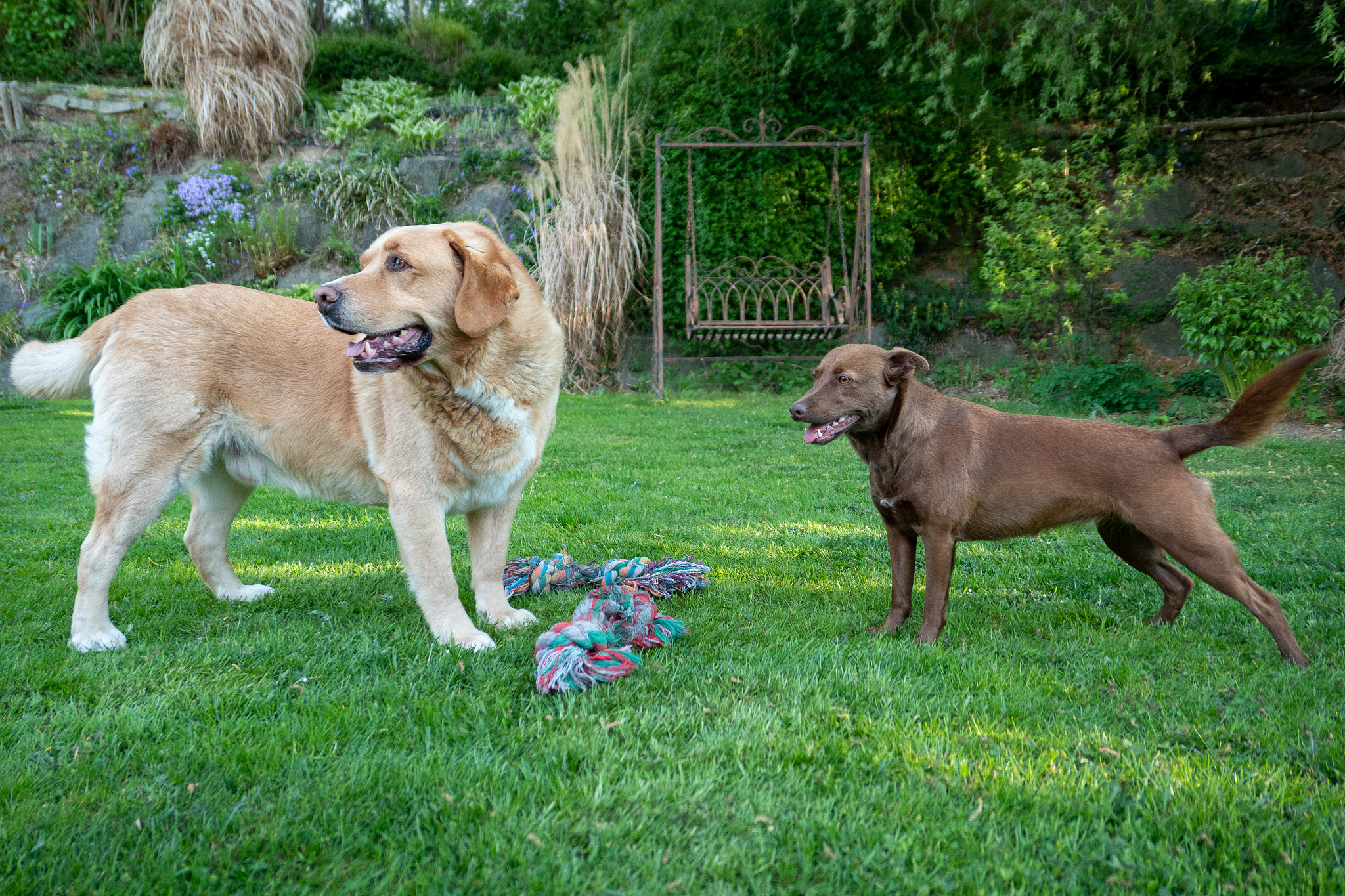 美国最受欢迎的中型犬：黄金猎犬领衔