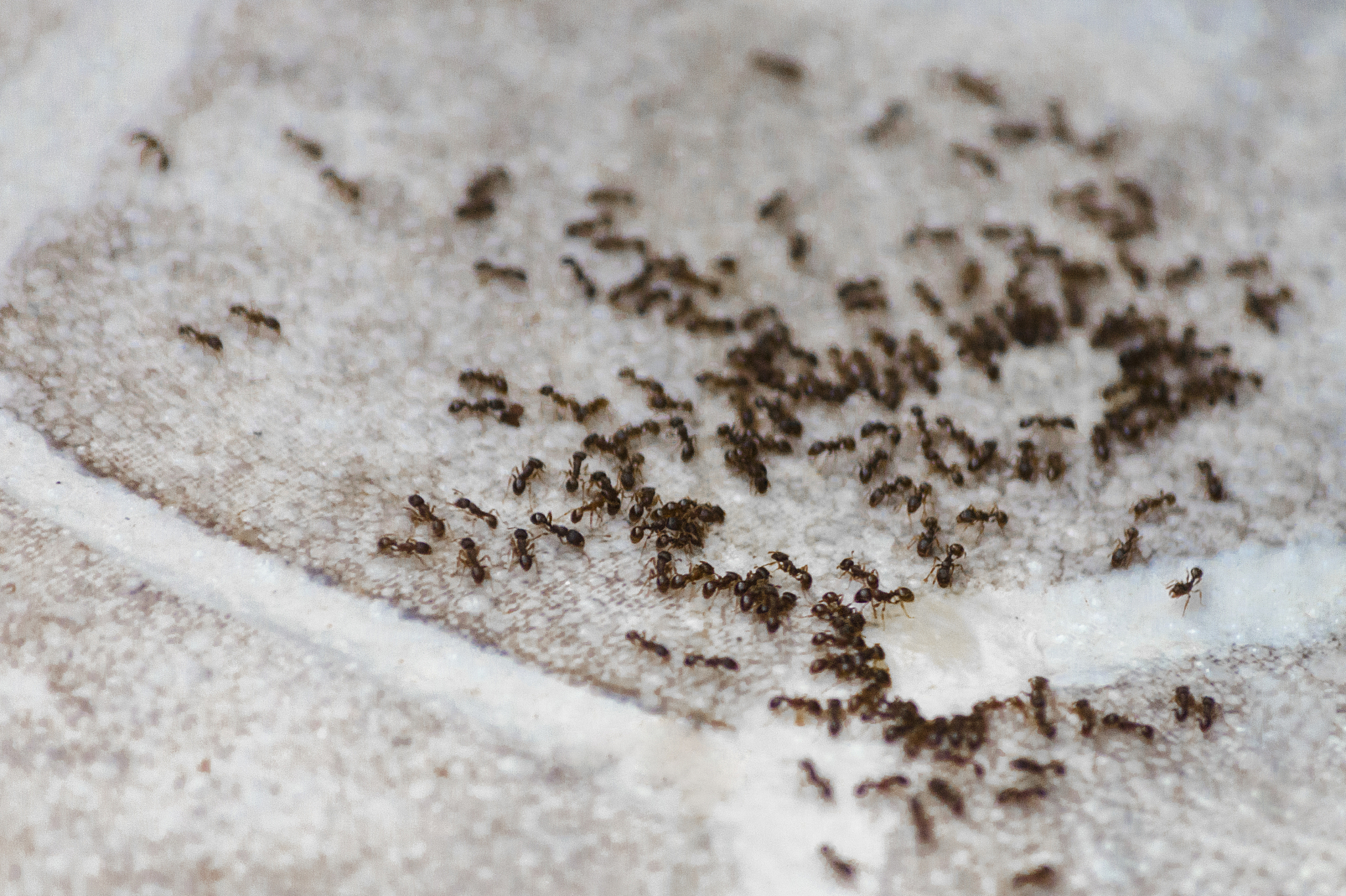 ants on the floor inside house. beetles eat on the floor in the 
