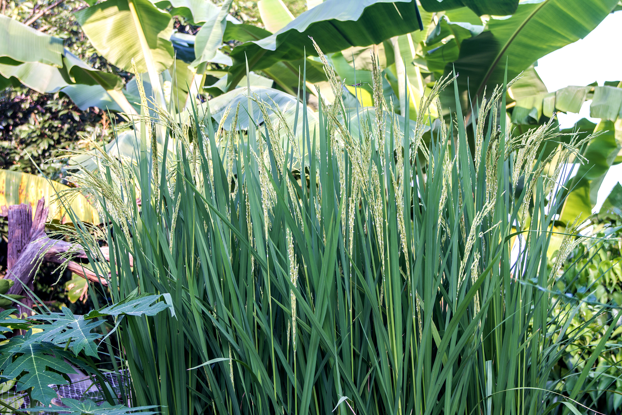 close up, rice field, rice paddy, green and yellow with sunlight