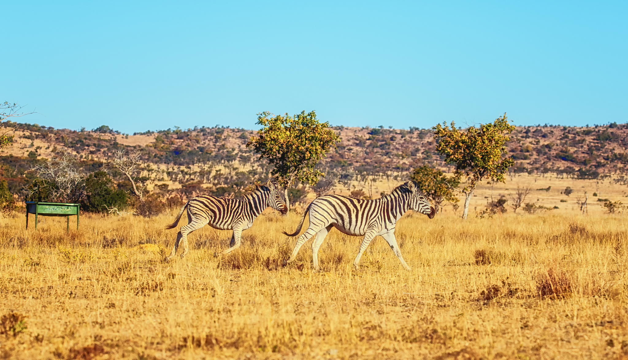 running zebras
