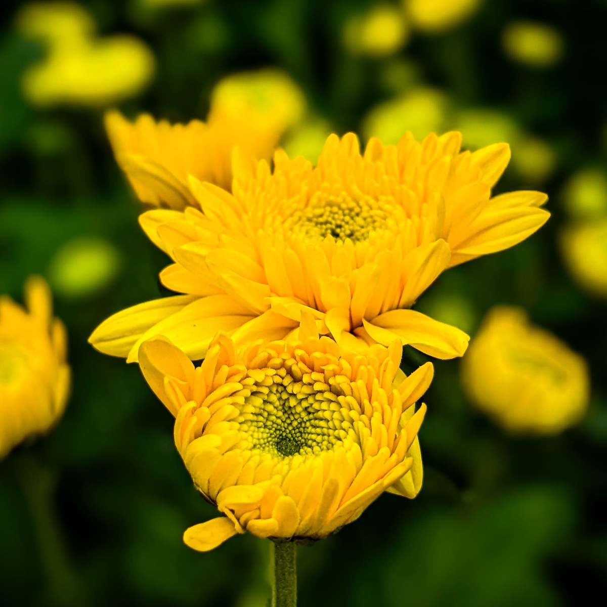黄白菊花的花语：友谊、忠诚和永恒的爱