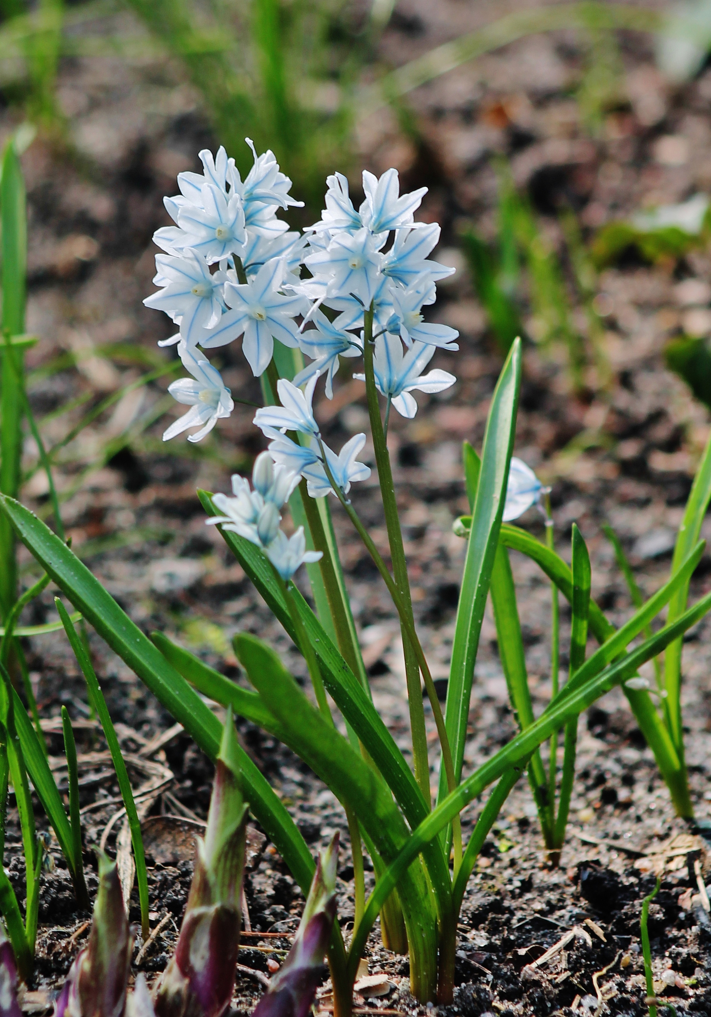 close-up of flowers blooming in field