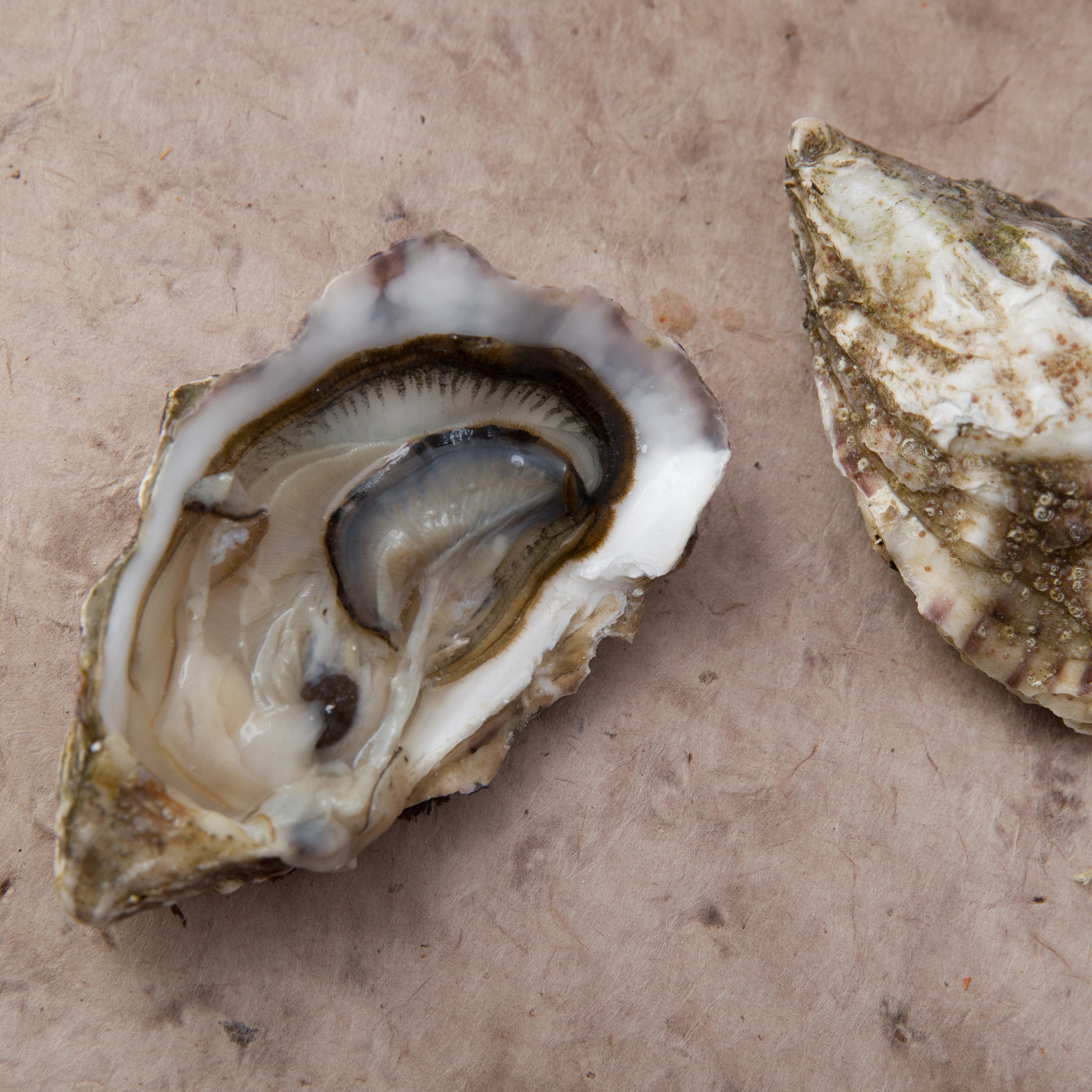 如何辨别生蚝死活？教你几招简单判断！