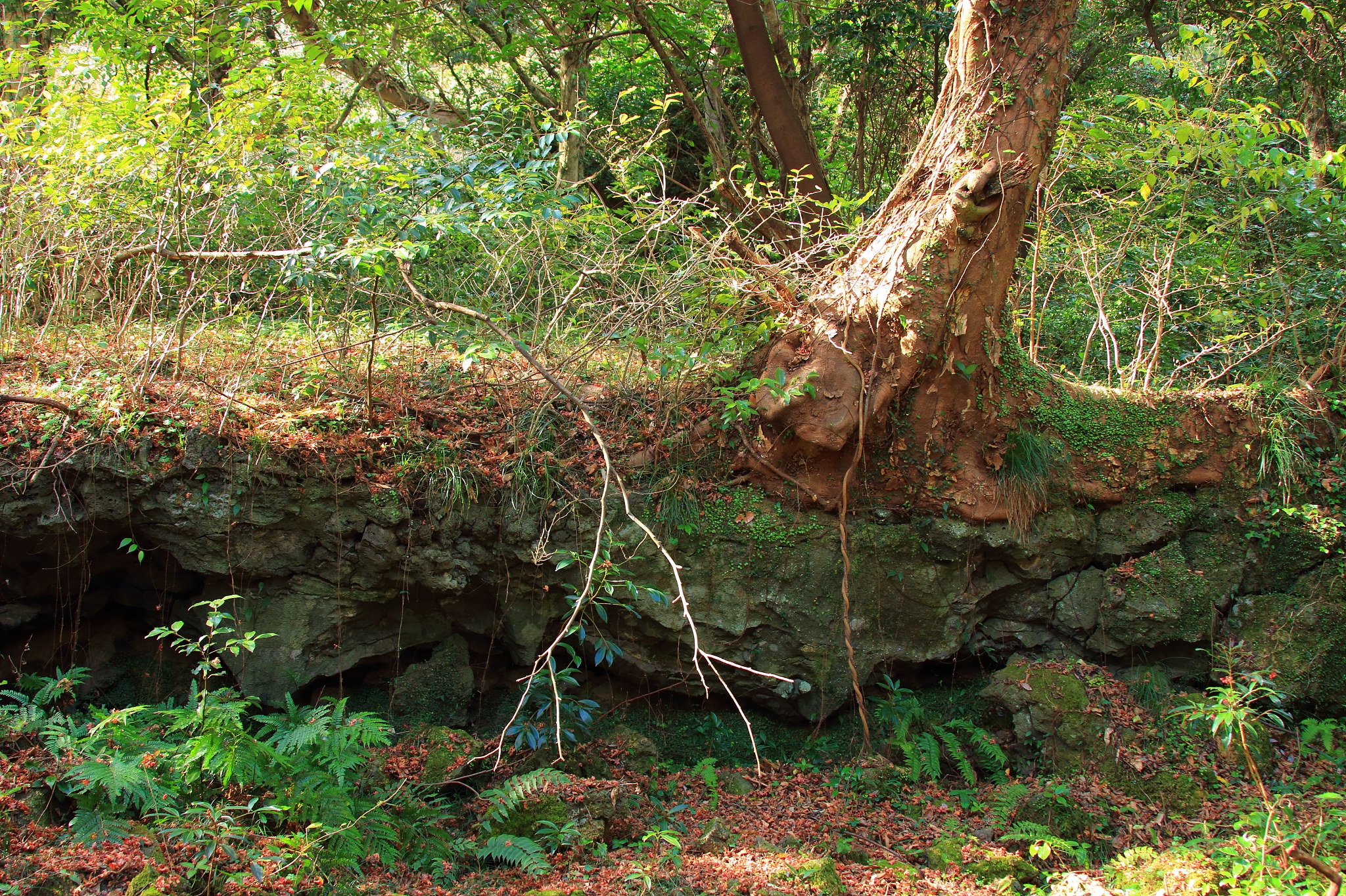 visa forest, forest, promenade, pitonchid,
