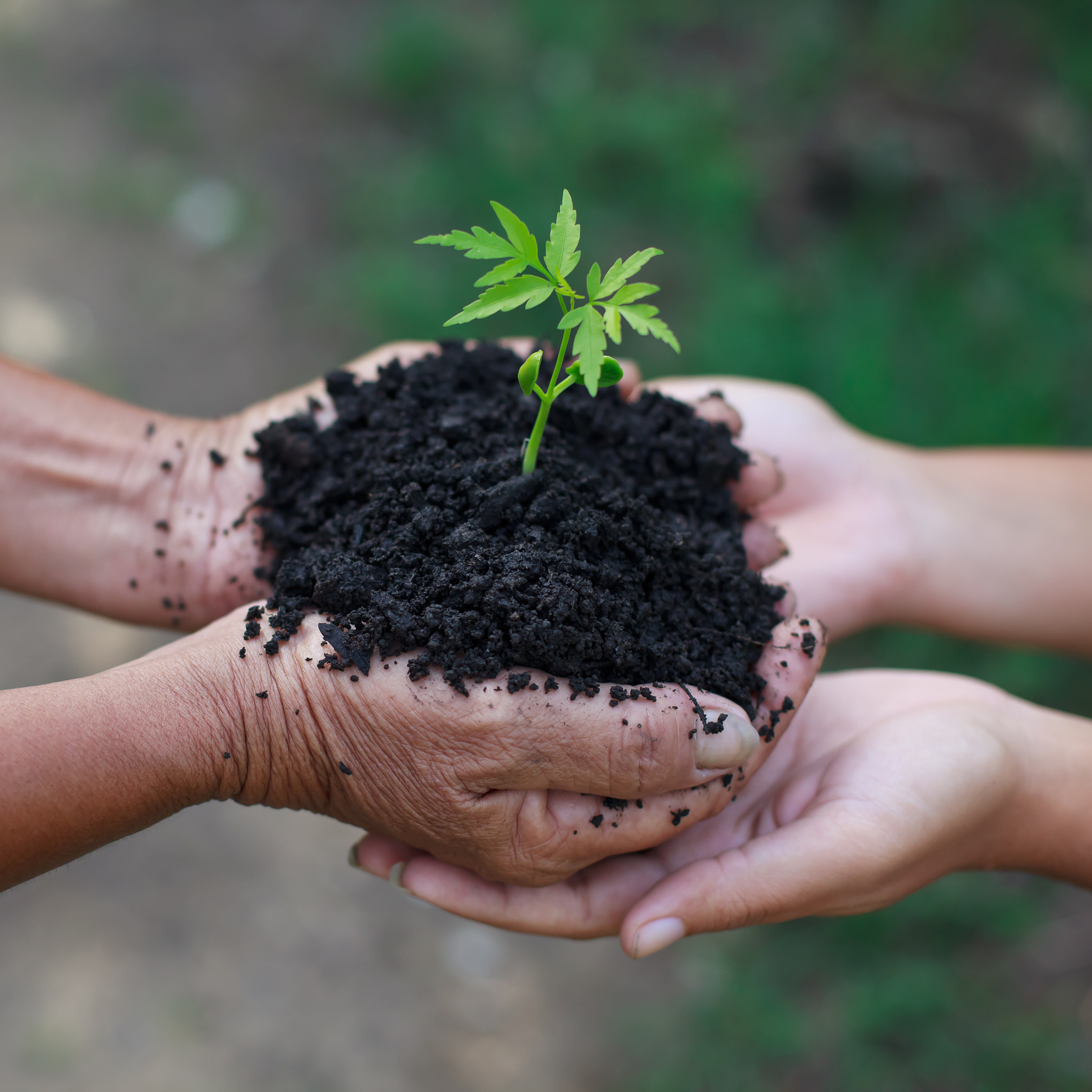 花卉的土球是泥土可以直接种在泥炭土里吗？可以的。花卉的土球可以直接种在泥炭土里但需要注意以下事项：1 确保泥炭土具有良好的排水性以避免土壤过湿导致根部腐烂。2 在种植之前将泥炭土浸泡在水中直到完全吸水。这可以帮助泥炭土保持湿度。3 在种植时将花卉的土球轻轻放入泥炭土中并用泥炭土填充周围的空隙。4 确保花卉的土球与泥炭土紧密接触以便根部能够吸收养分和水分。5 在种植后浇透水并保持泥炭土的湿度。观察植