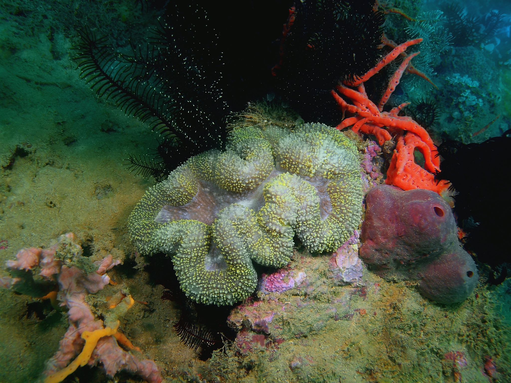 stone coral